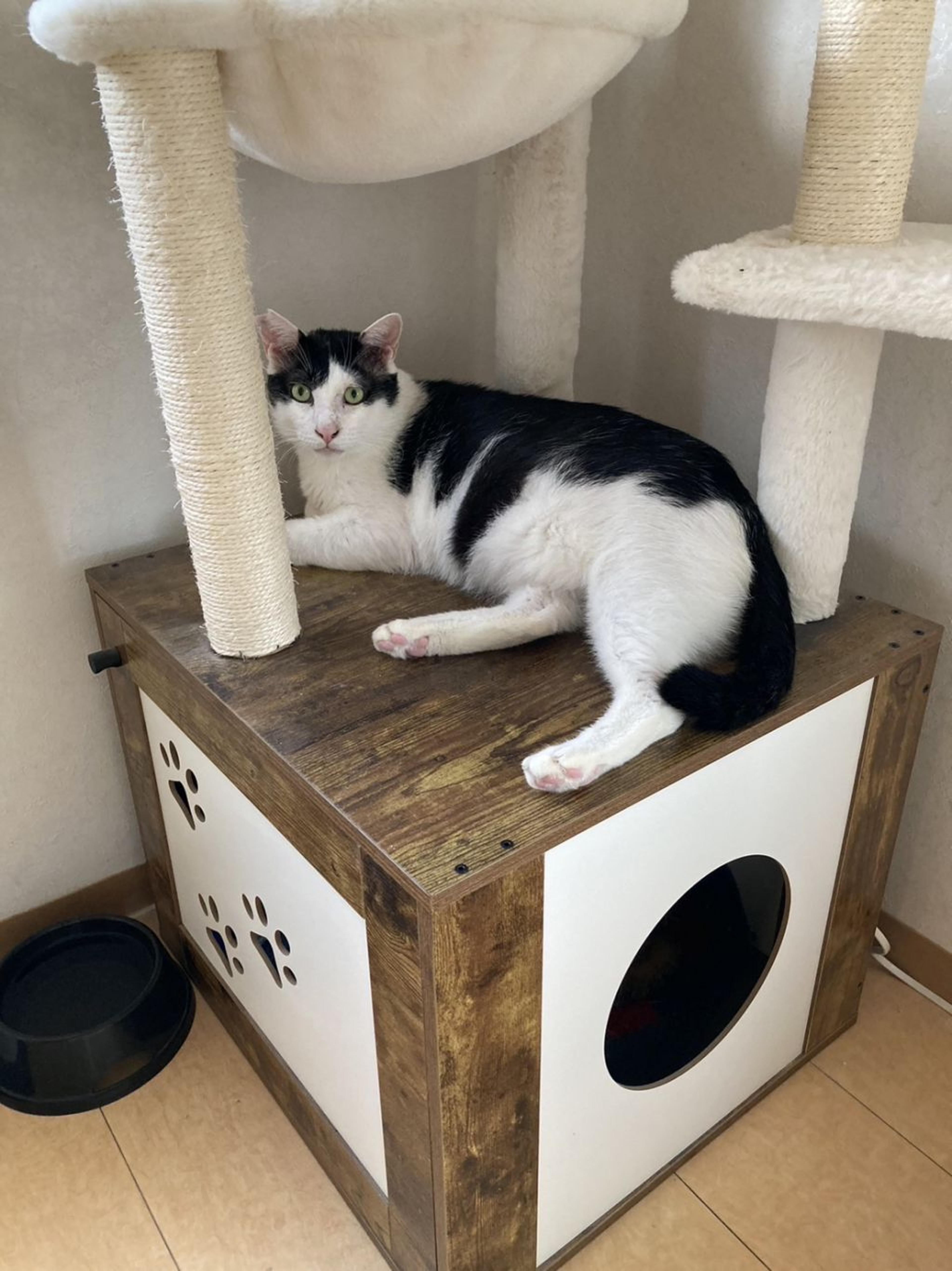 pet-image-4