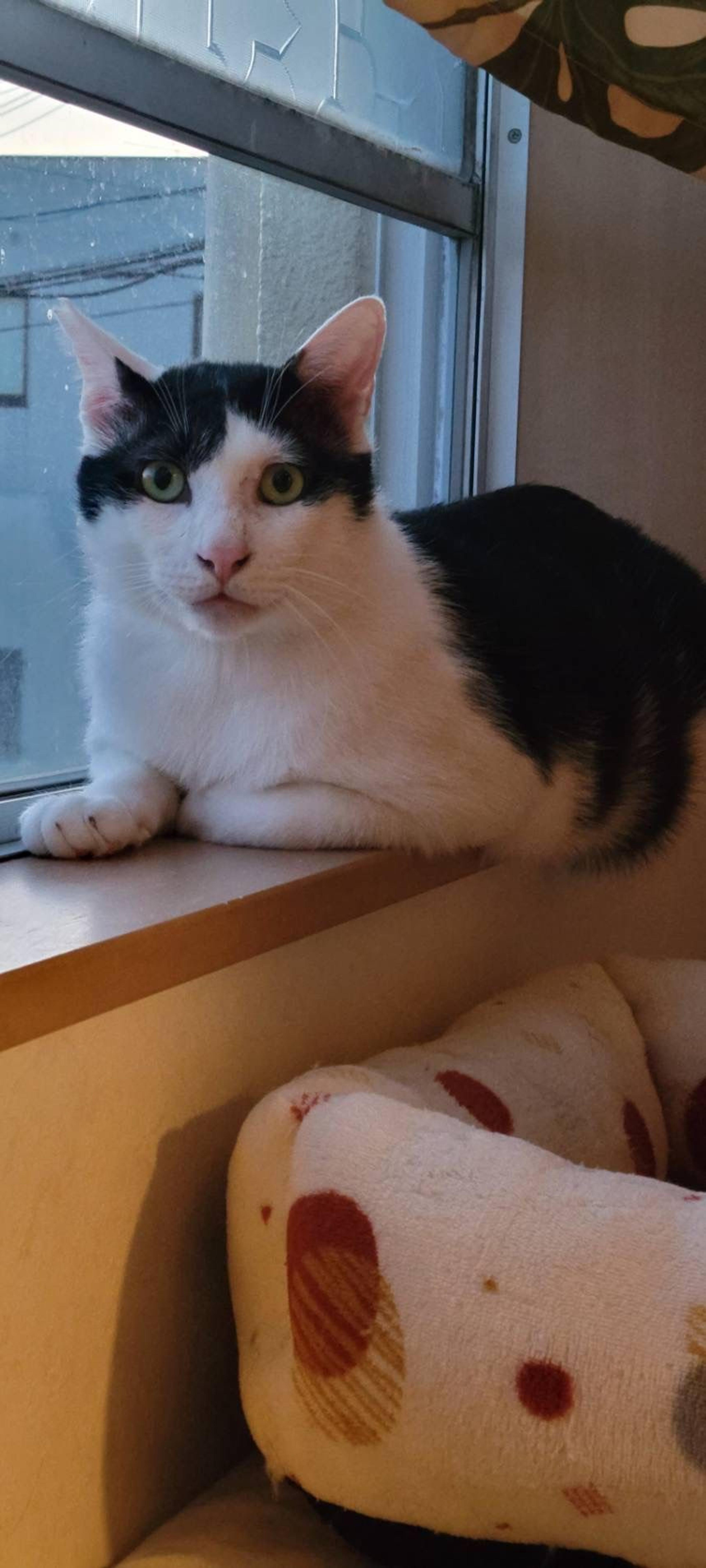 pet-image-5