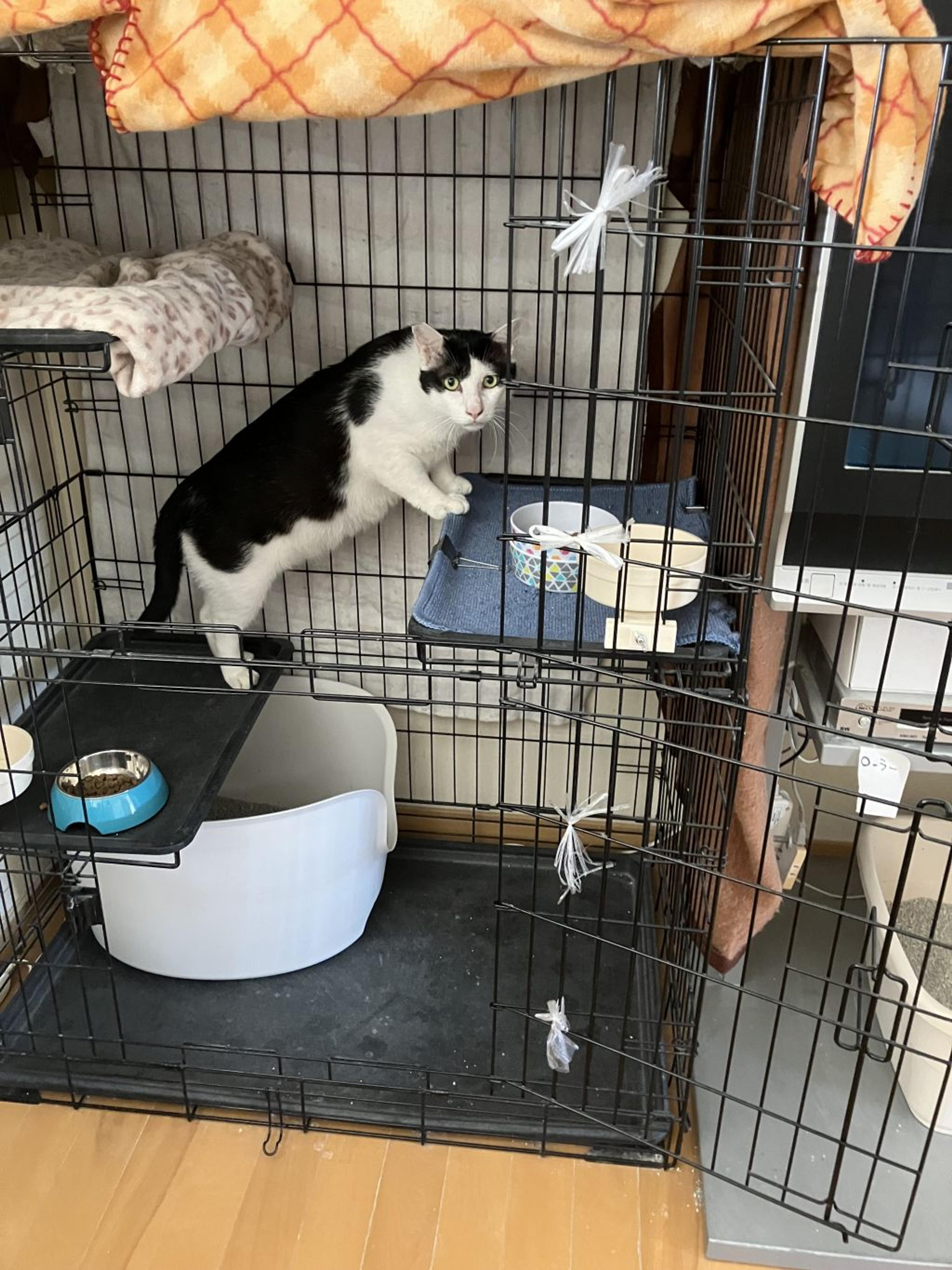 pet-image-6