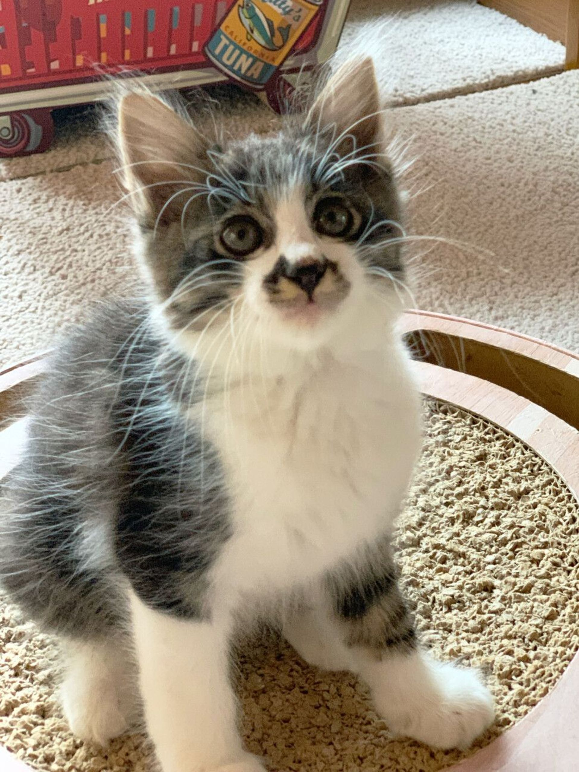 雑種（ミックス猫）・オスの里親募集の写真