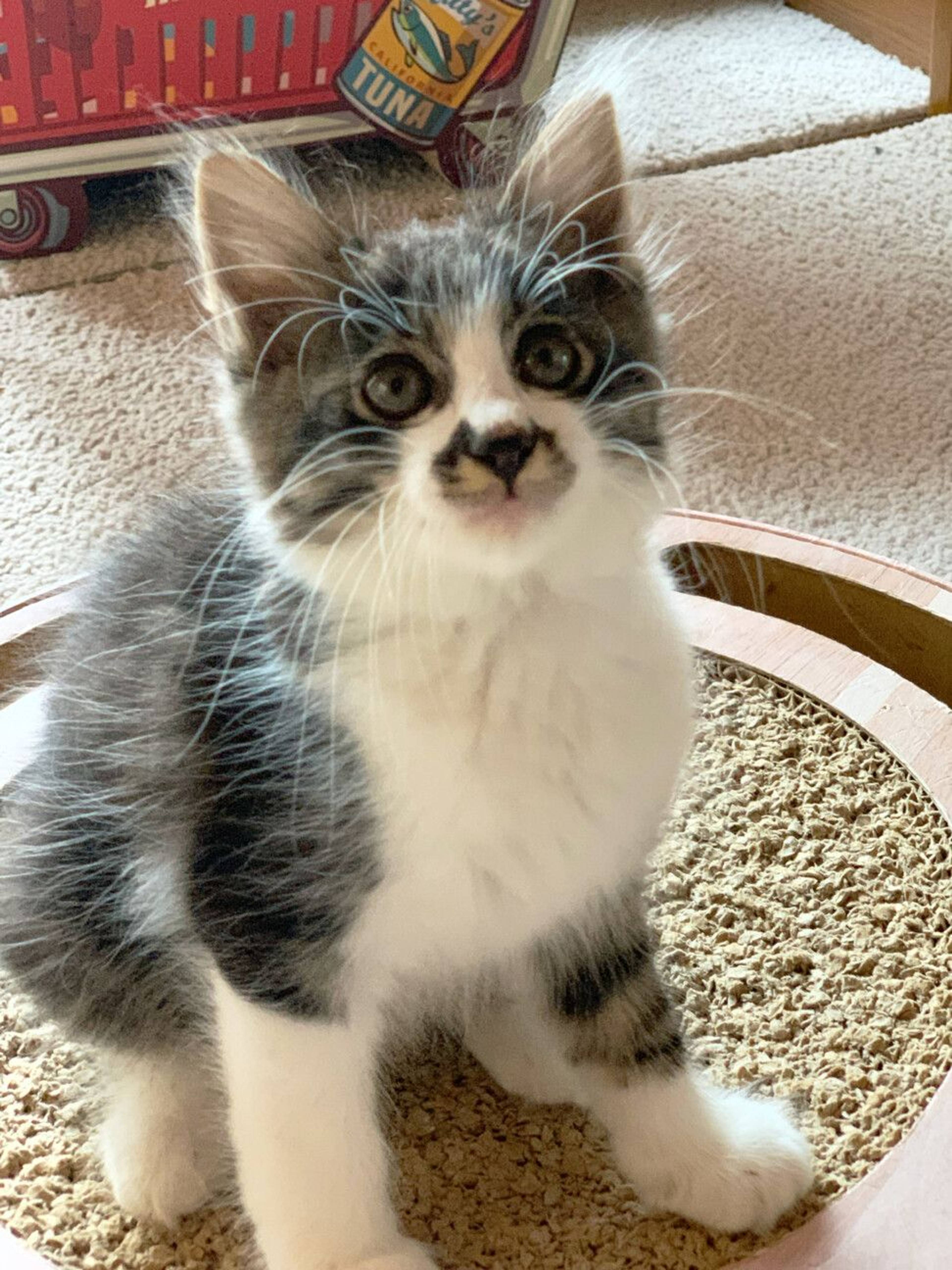 雑種（ミックス猫）・オスの里親募集の写真