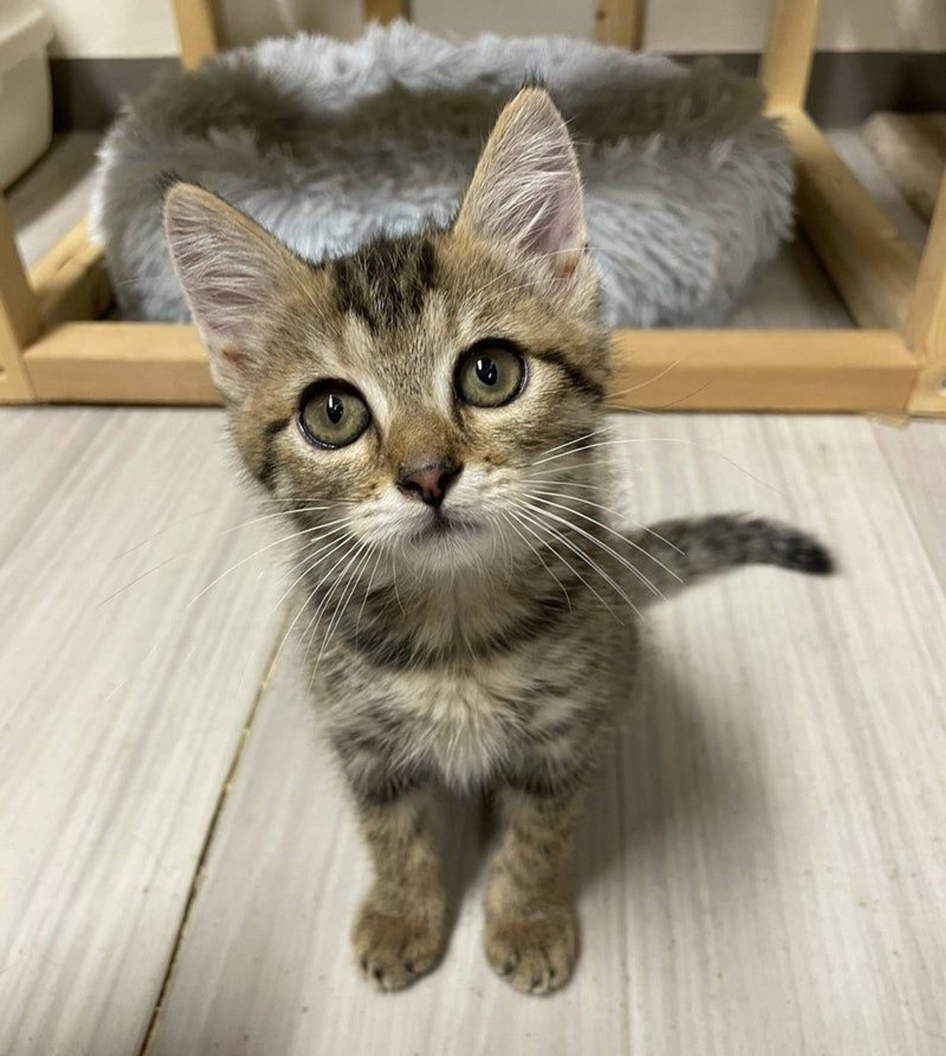 雑種（ミックス猫）・メスの里親募集の写真