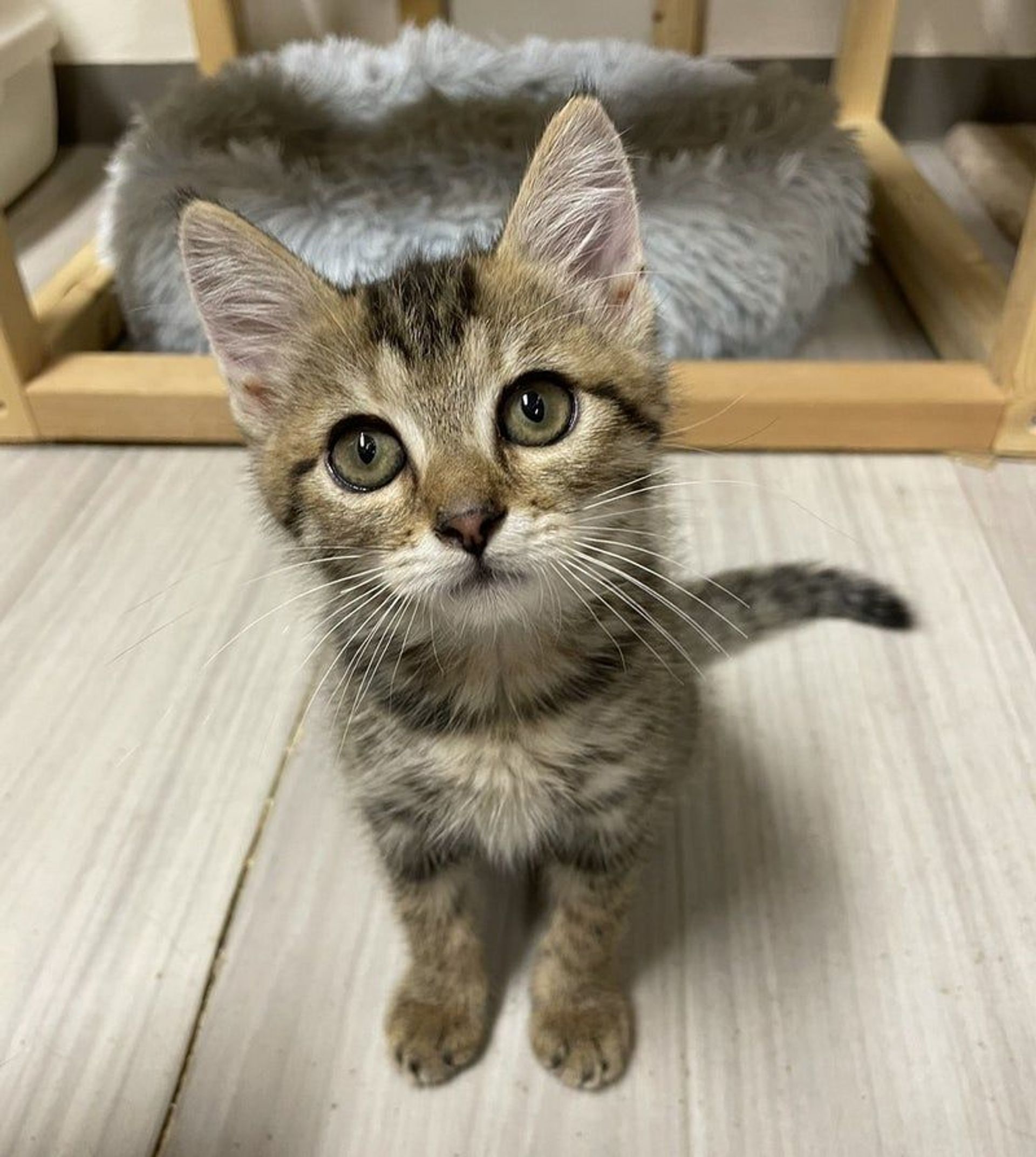 雑種（ミックス猫）・メスの里親募集の写真