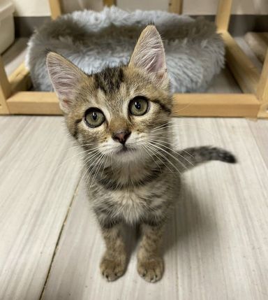 よいちゃん