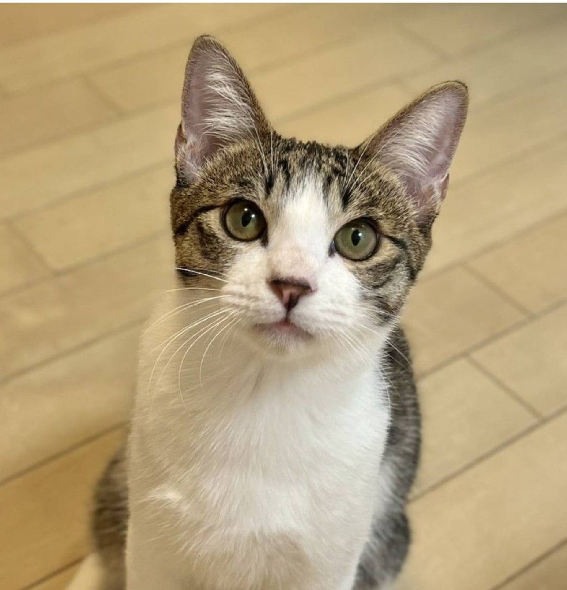 雑種（ミックス猫）・オスの里親募集の写真