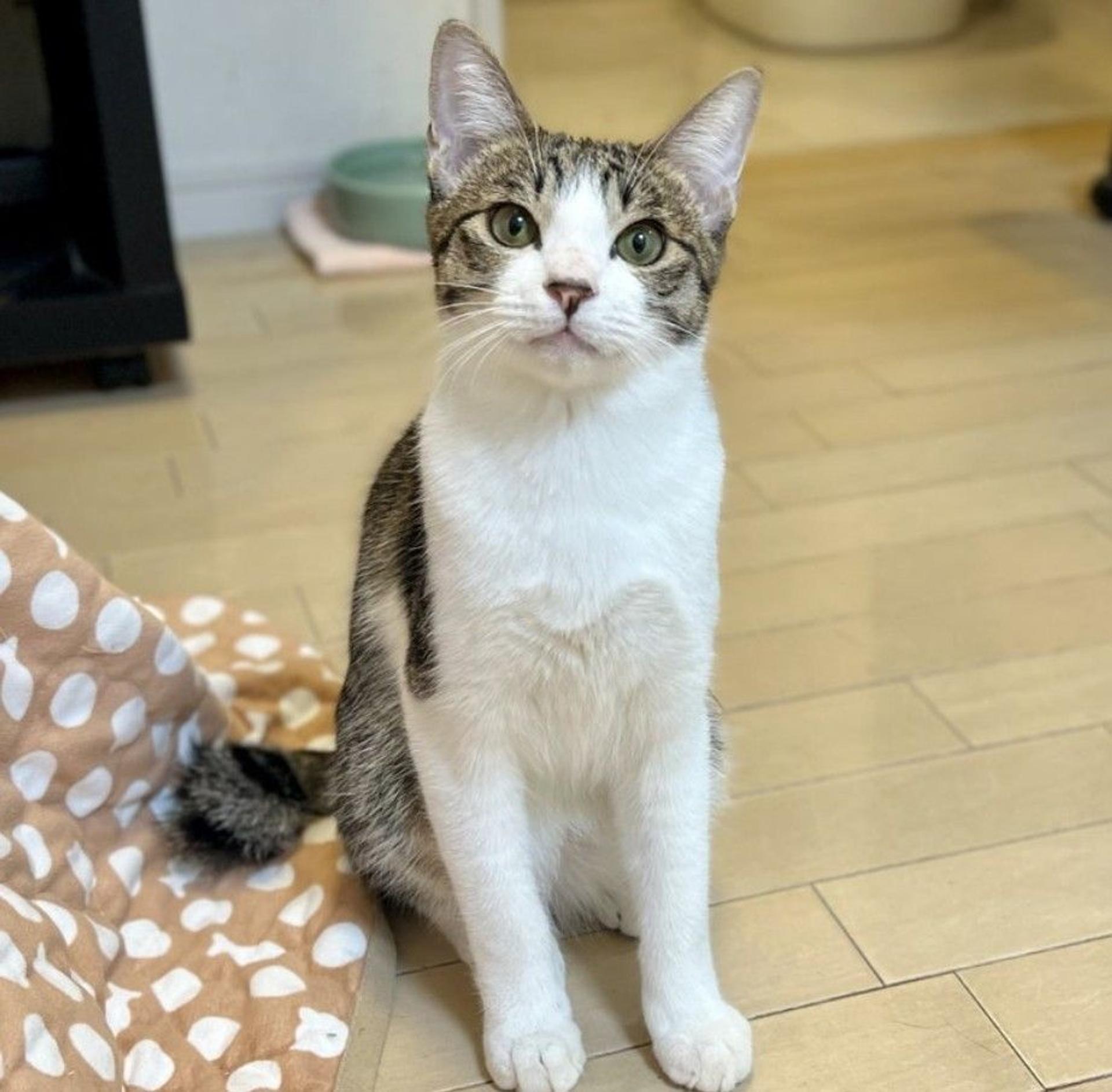 pet-image-2