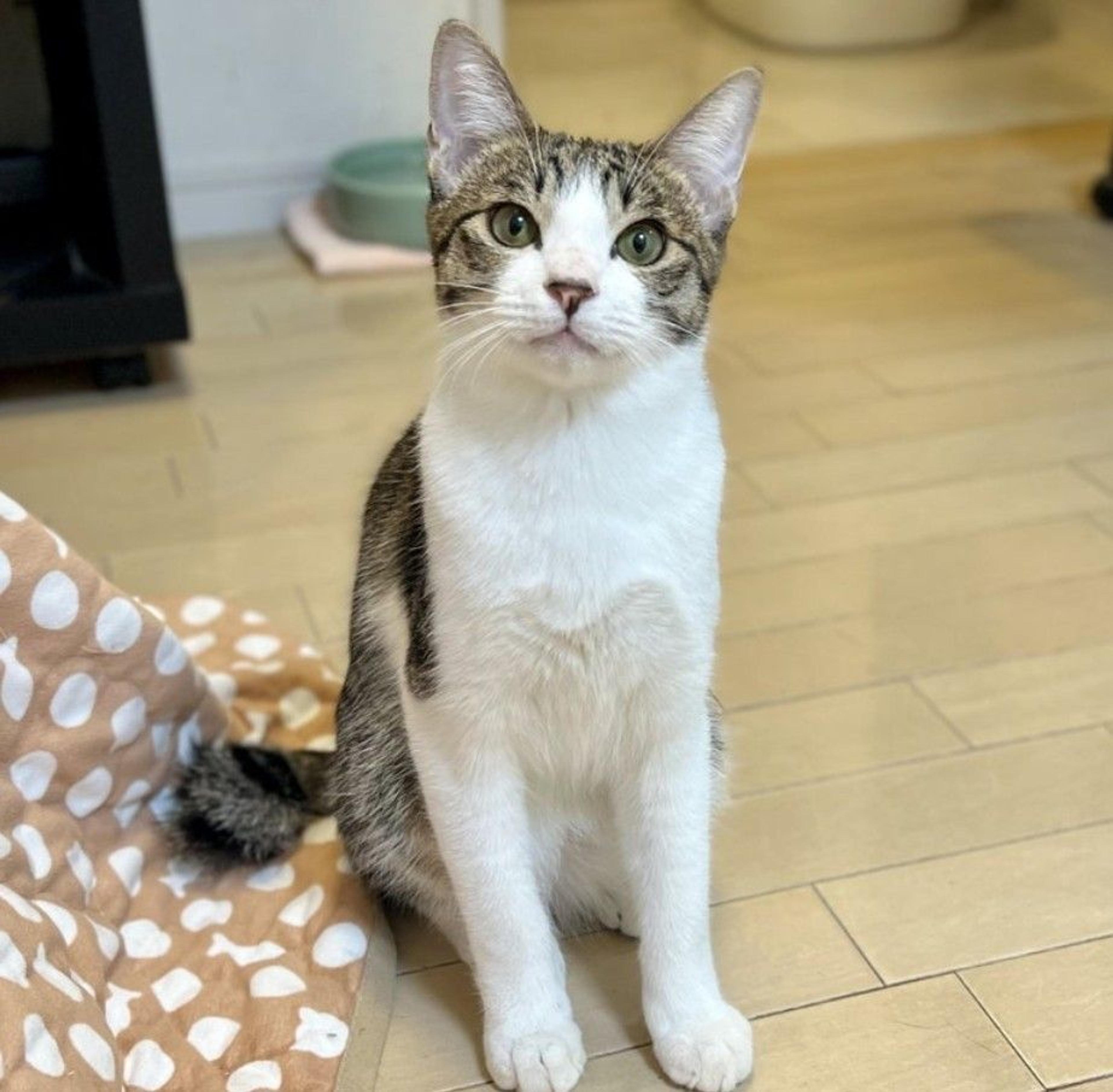 pet-image-2