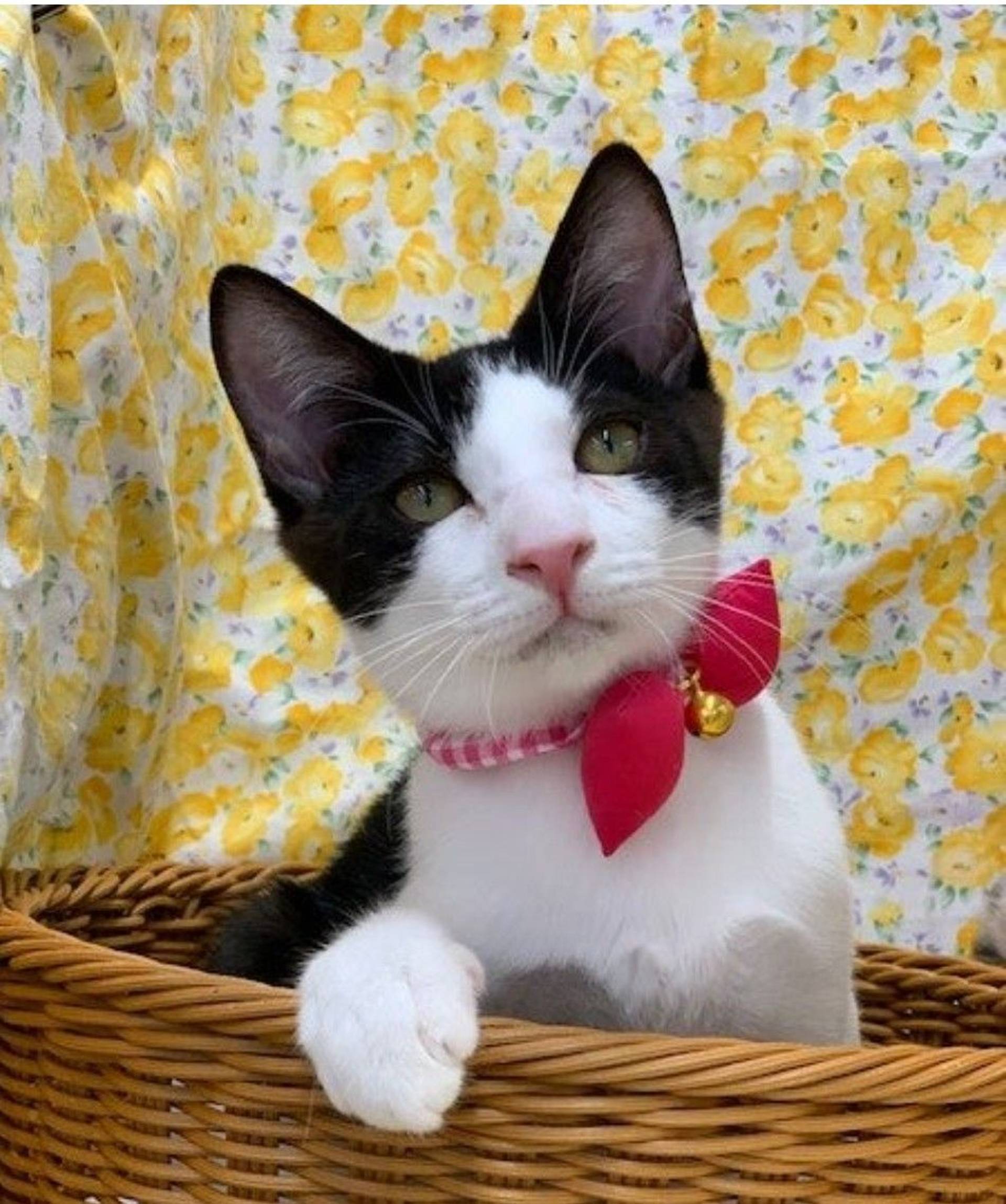 雑種（ミックス猫）・オスの里親募集の写真