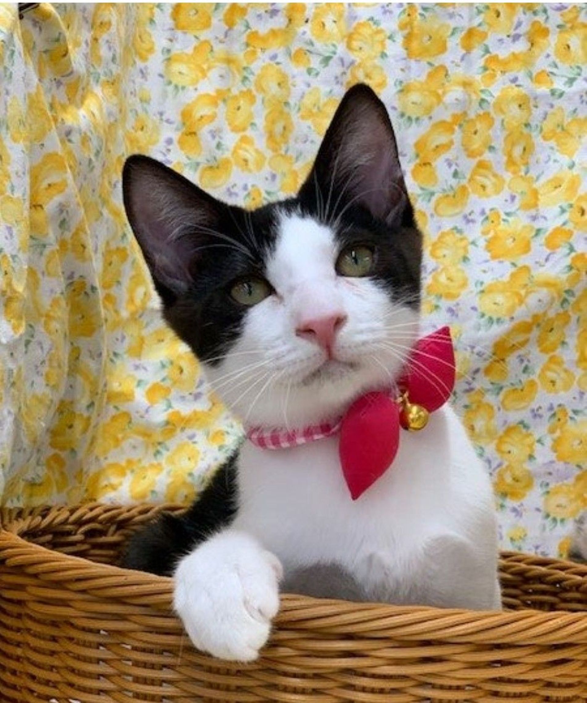 雑種（ミックス猫）・オスの里親募集の写真