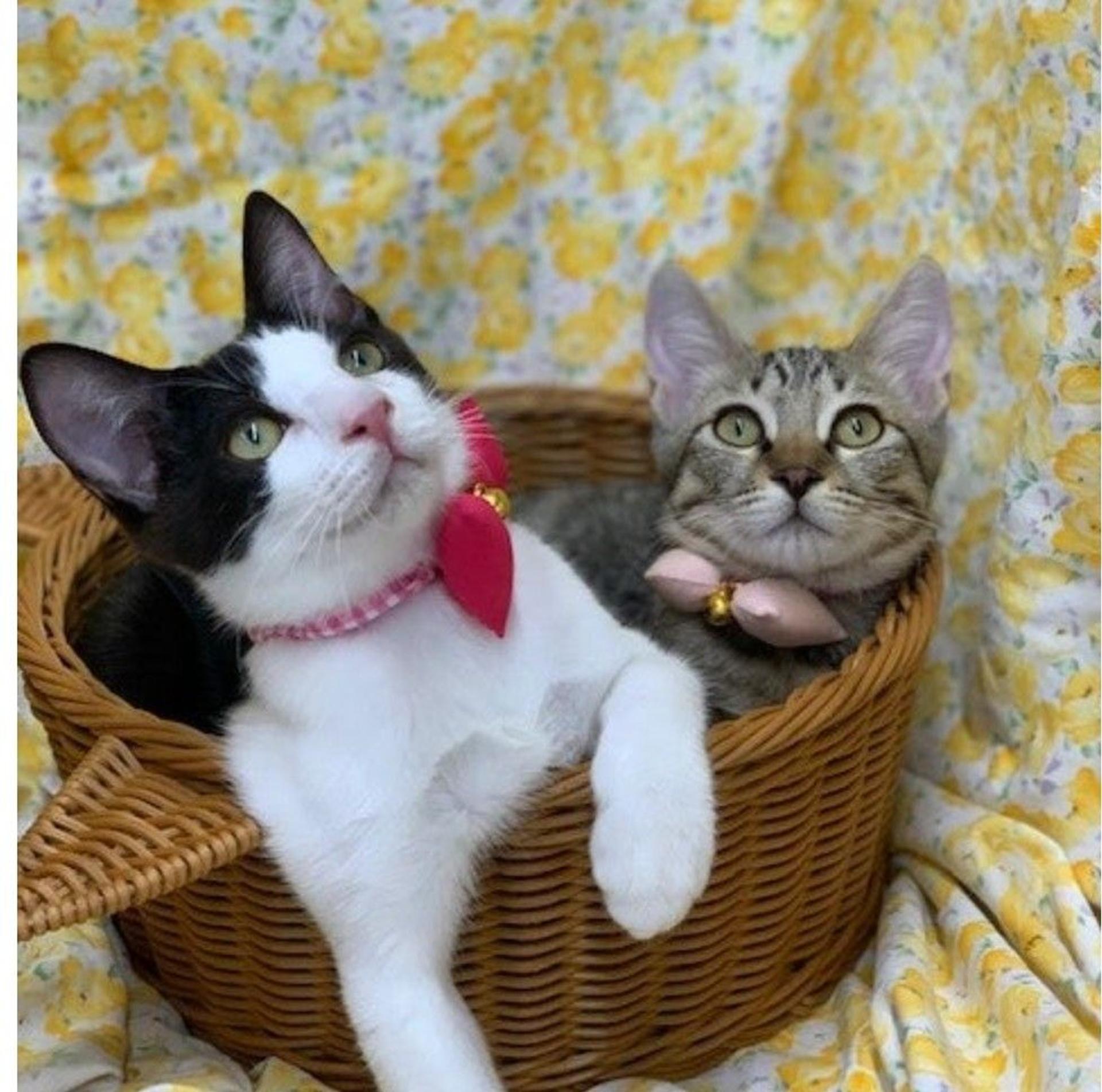 pet-image-3