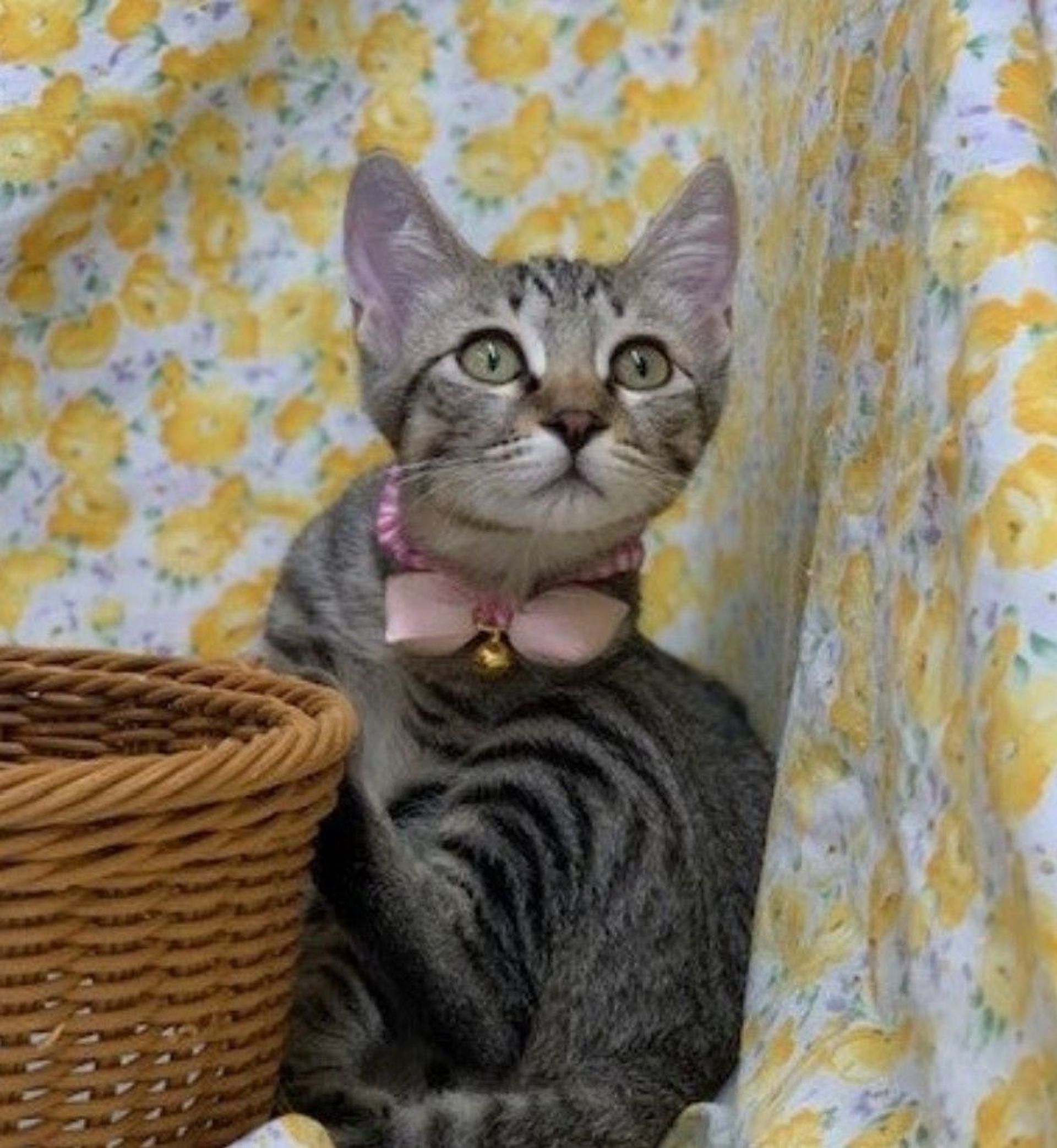雑種（ミックス猫）・オスの里親募集の写真