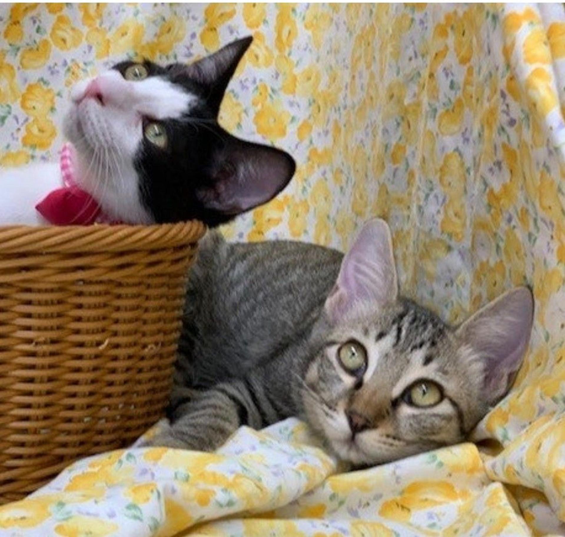 pet-image-2