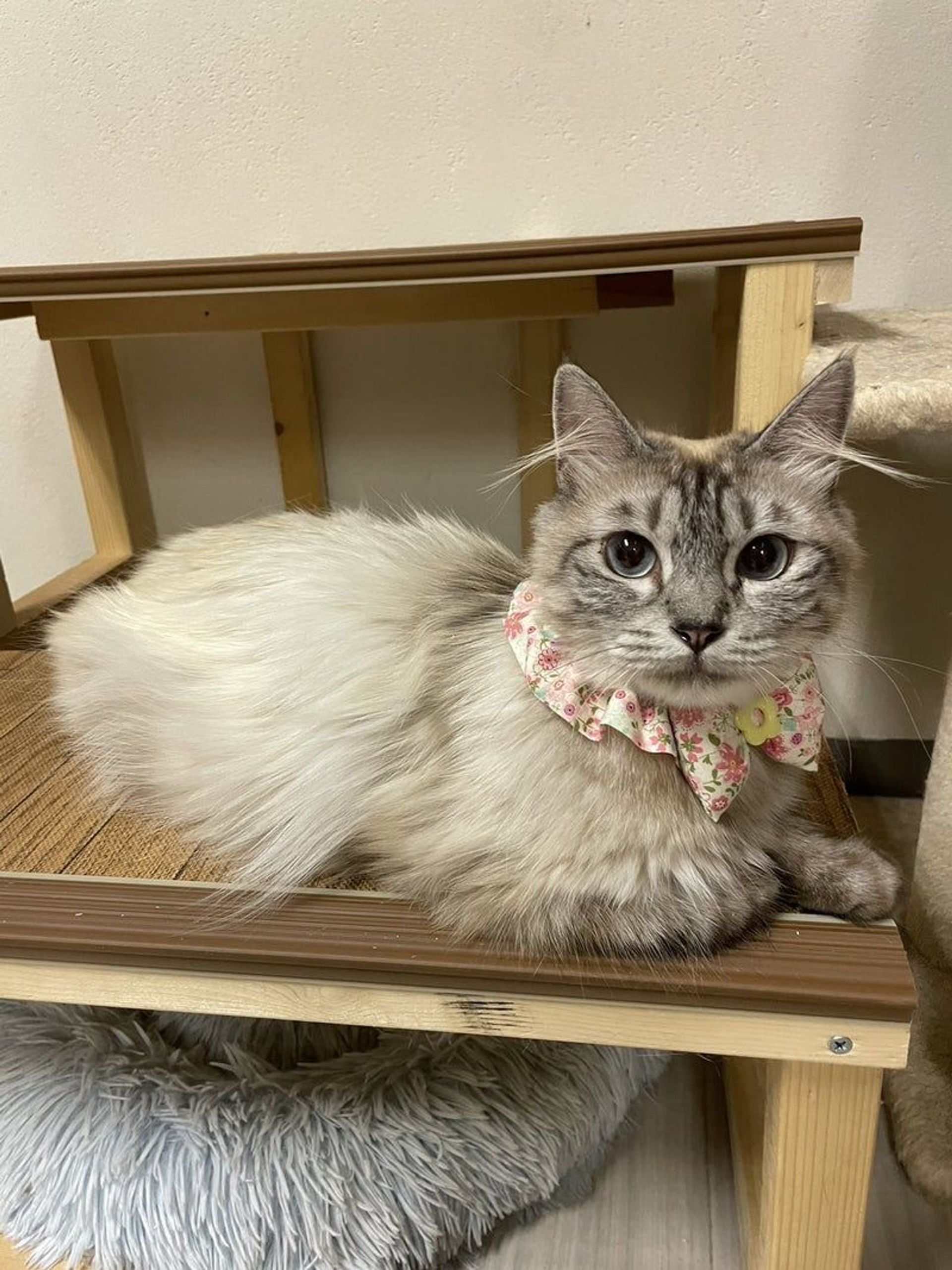 雑種（ミックス猫）・メスの里親募集の写真