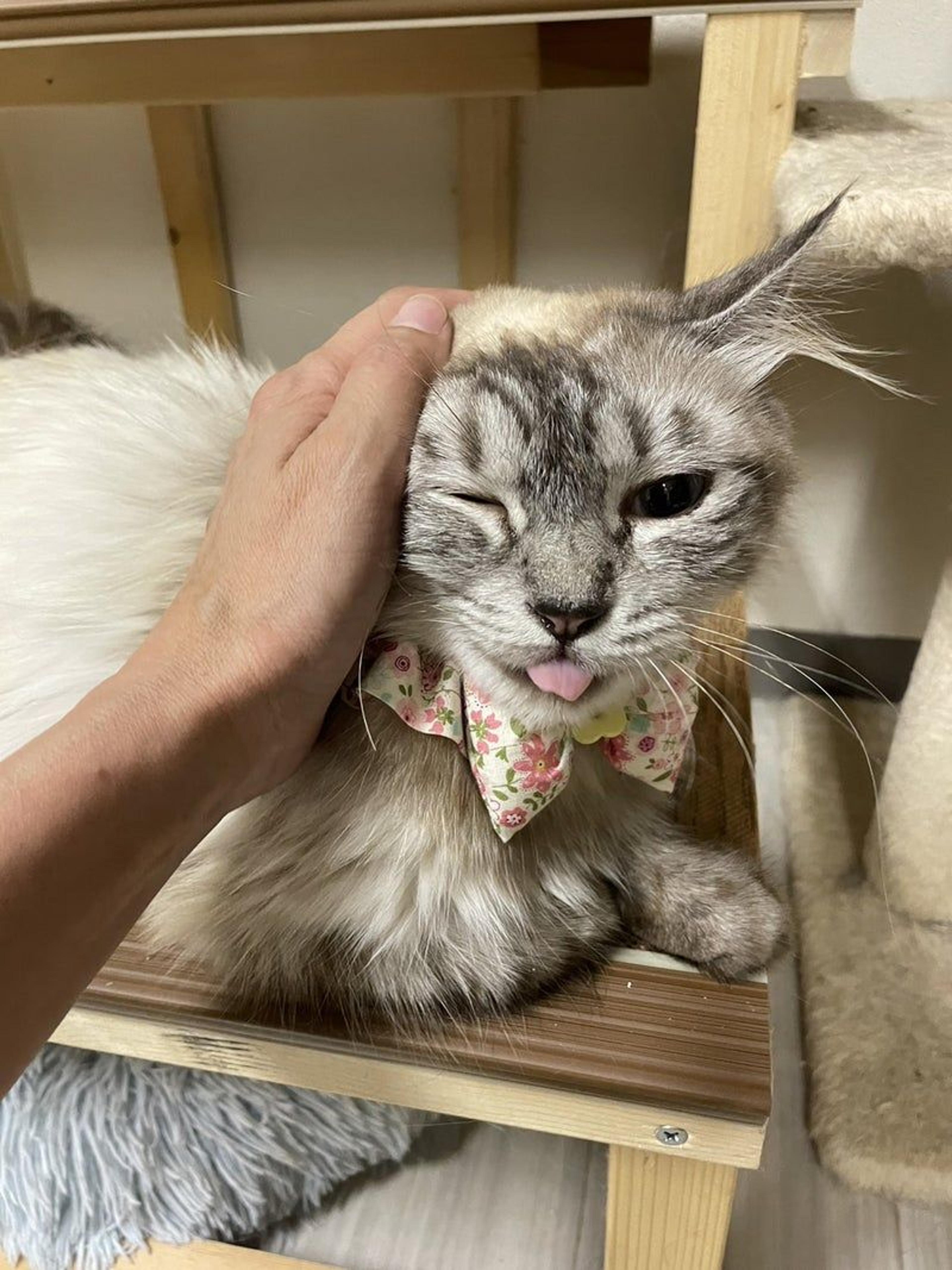pet-image-2