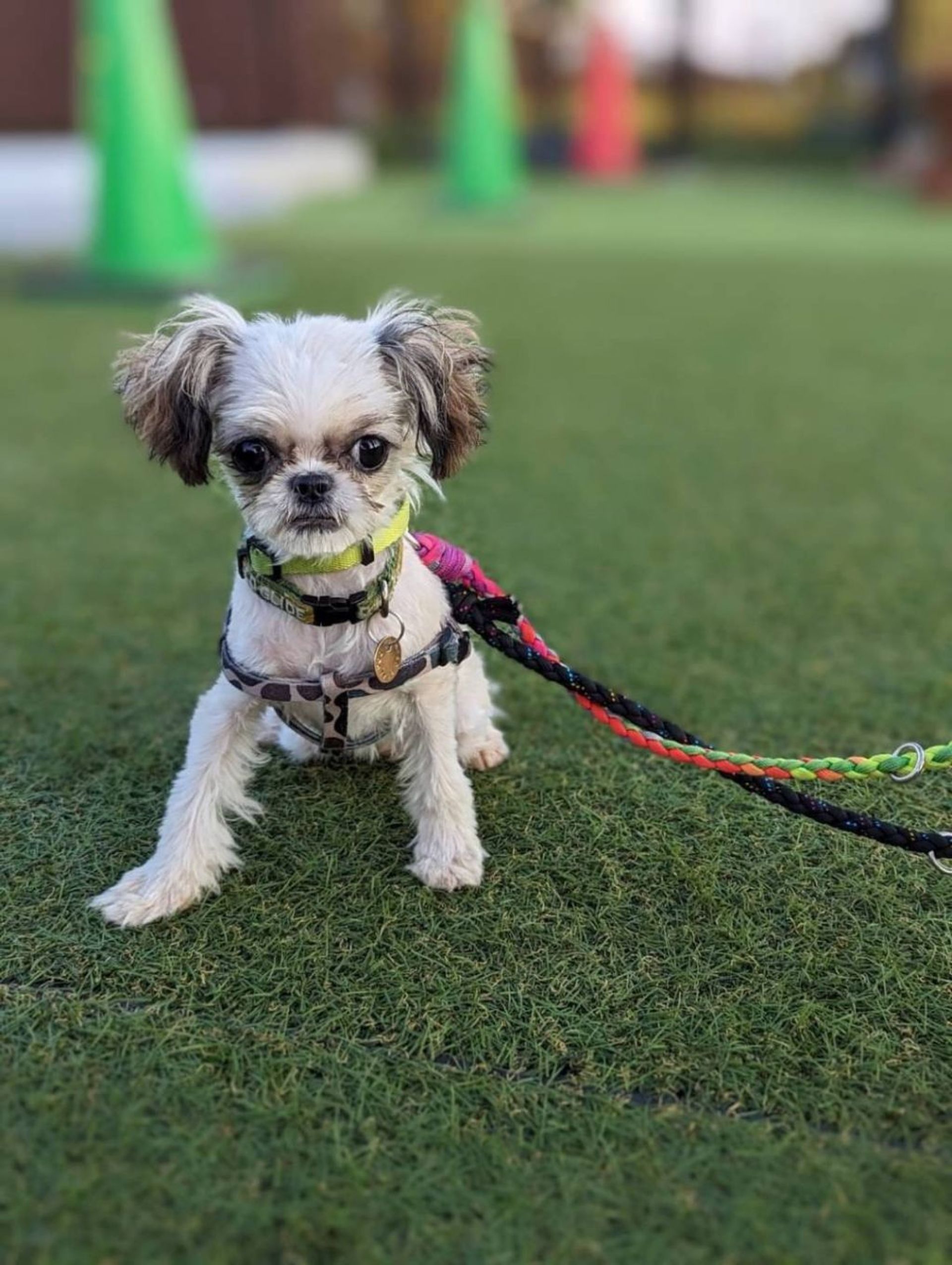 雑種（ミックス犬）・メスの里親募集の写真