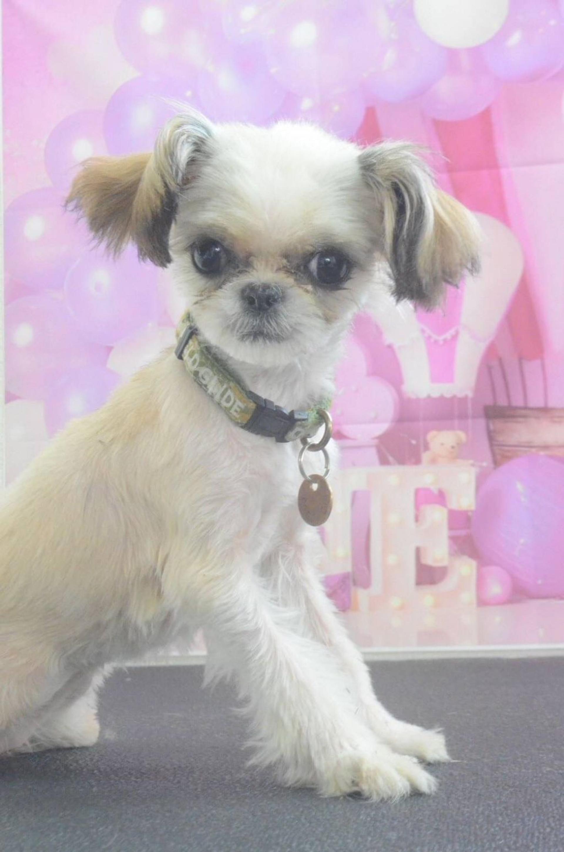 pet-image-5