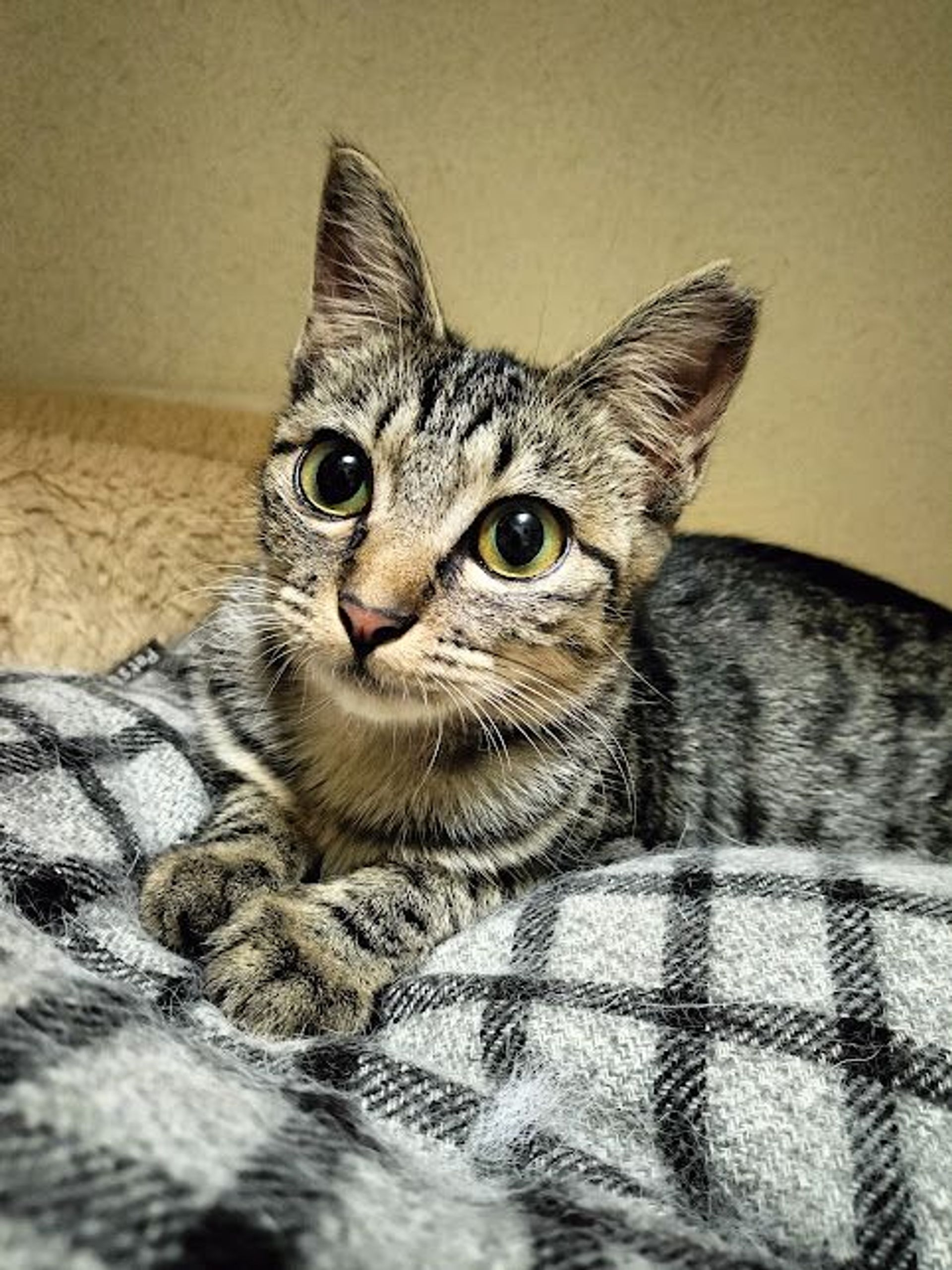 雑種（ミックス猫）・メスの里親募集の写真