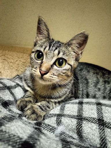 ウル
