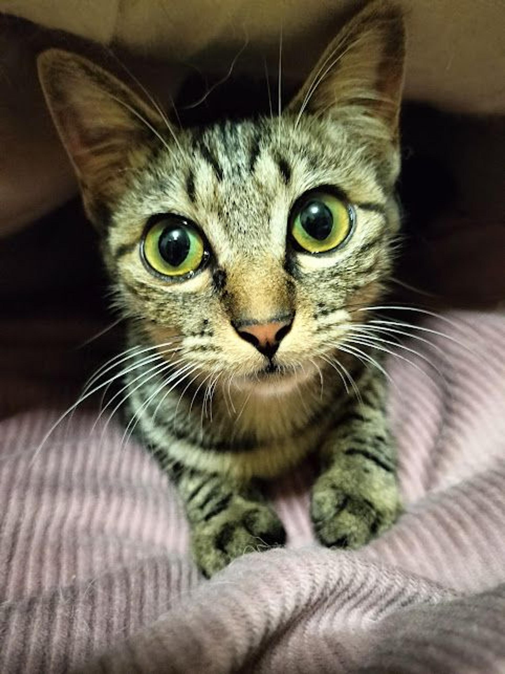 pet-image-5