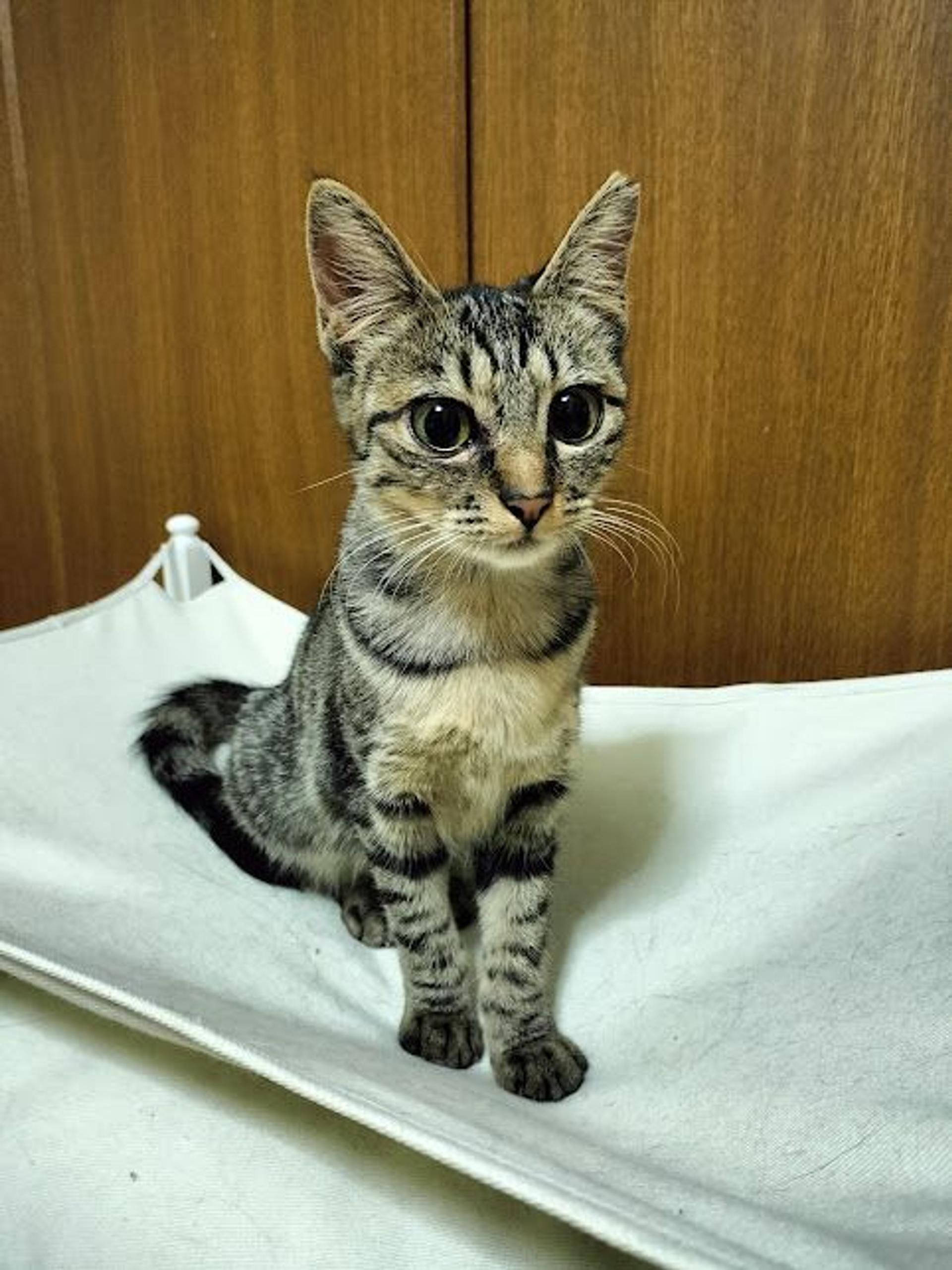 pet-image-7