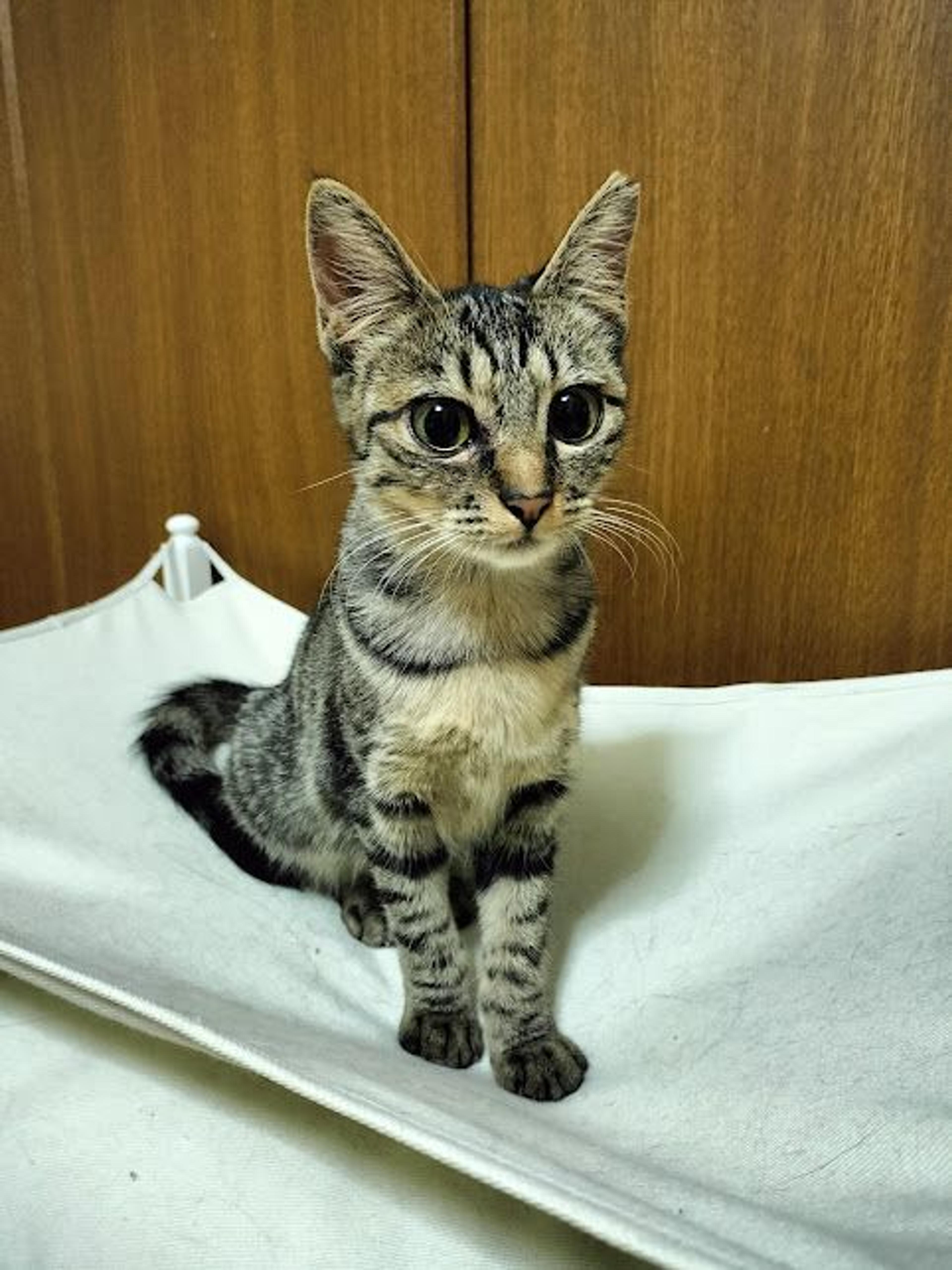 pet-image-7