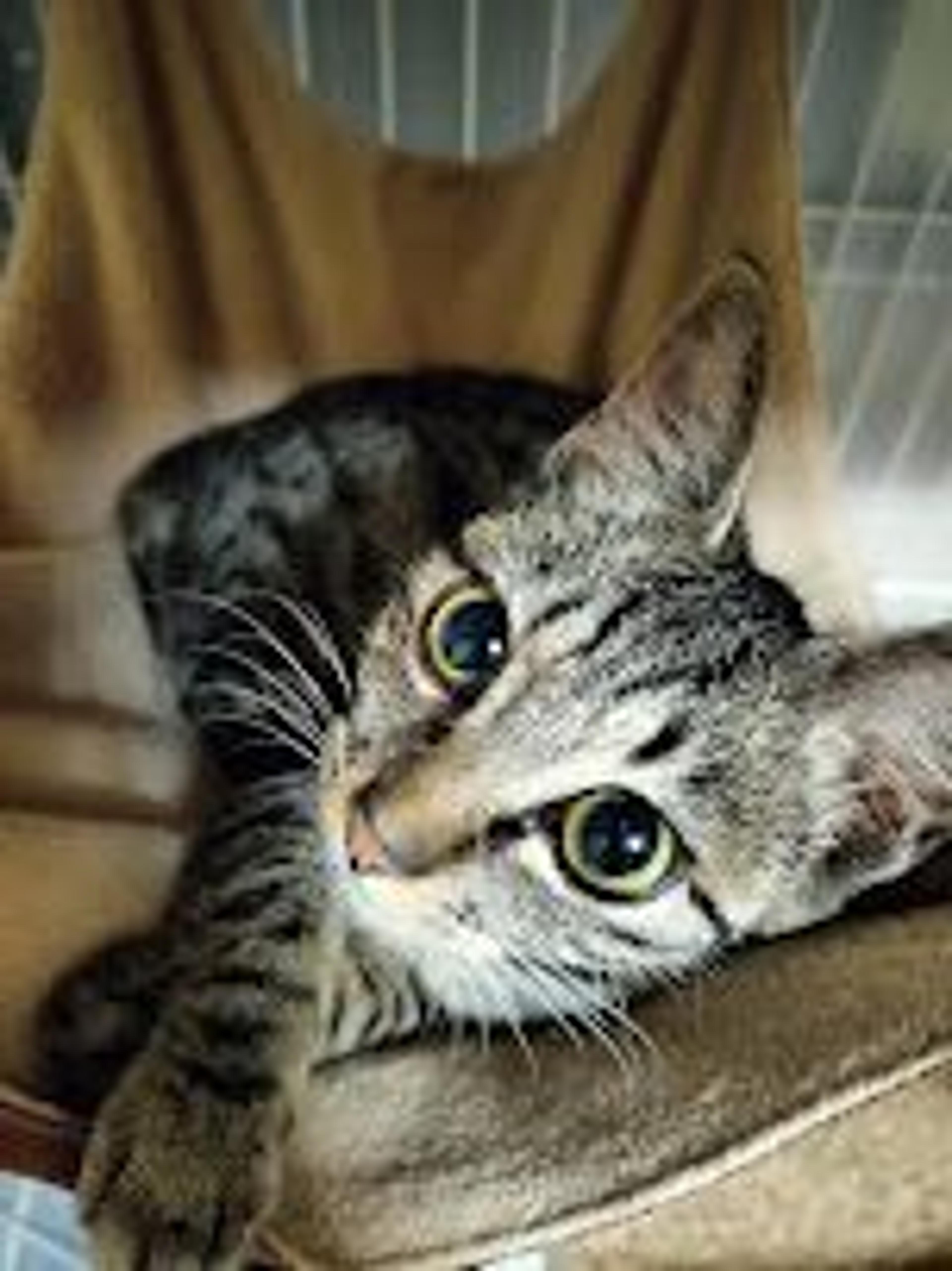 pet-image-8