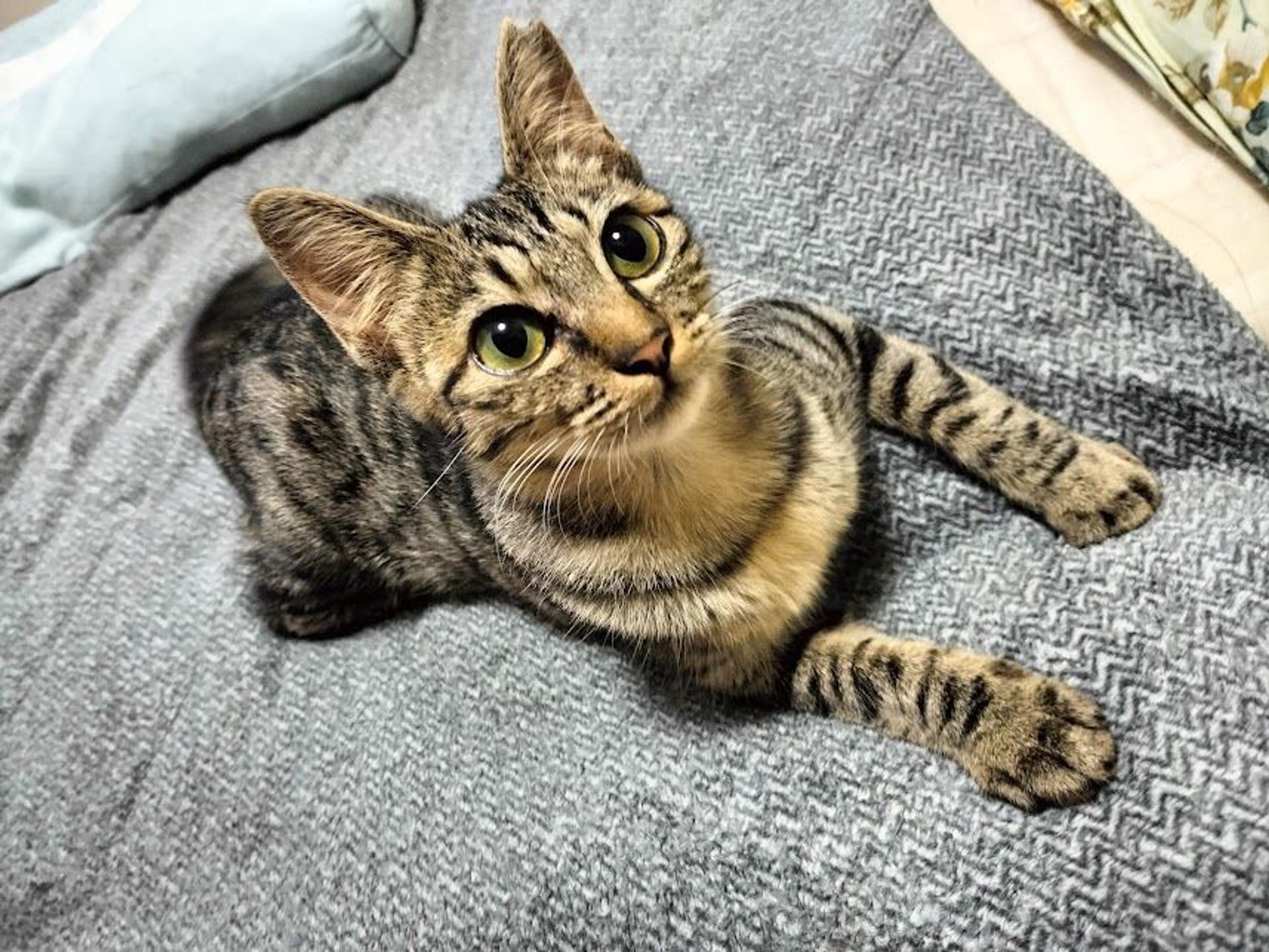 pet-image-9