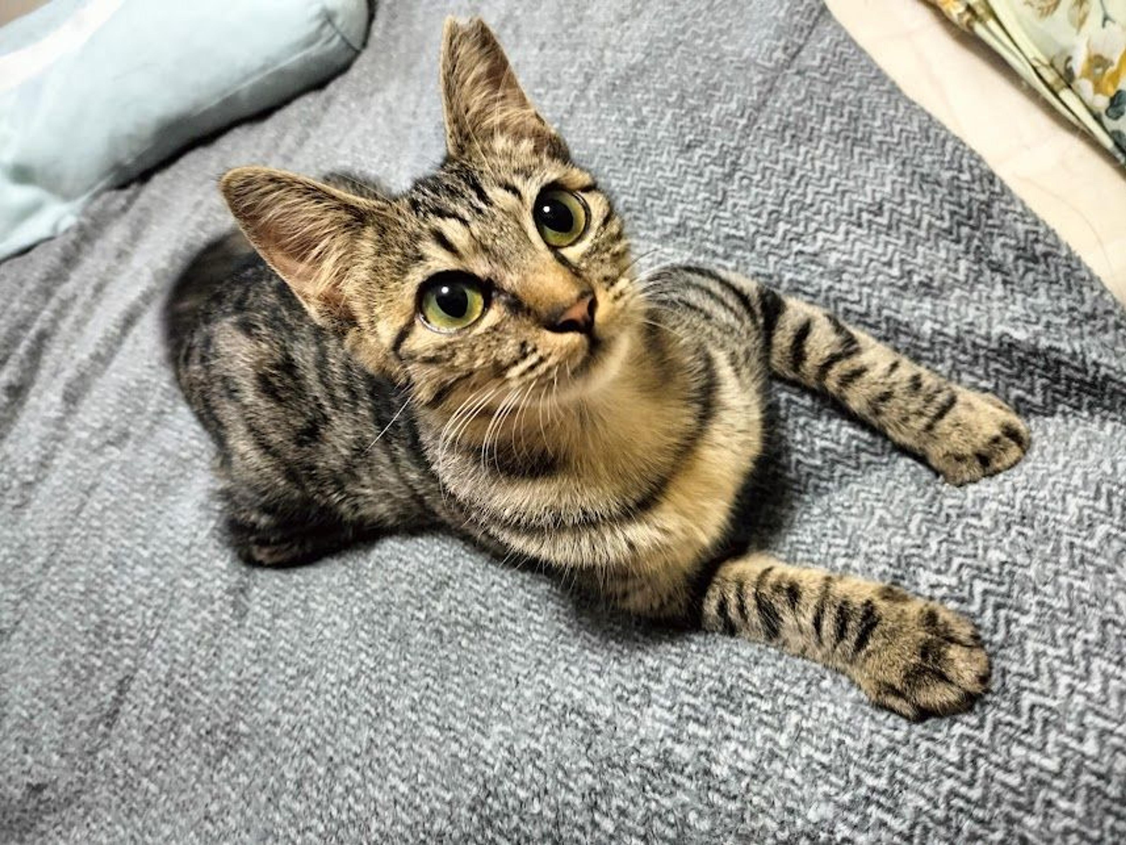 pet-image-9