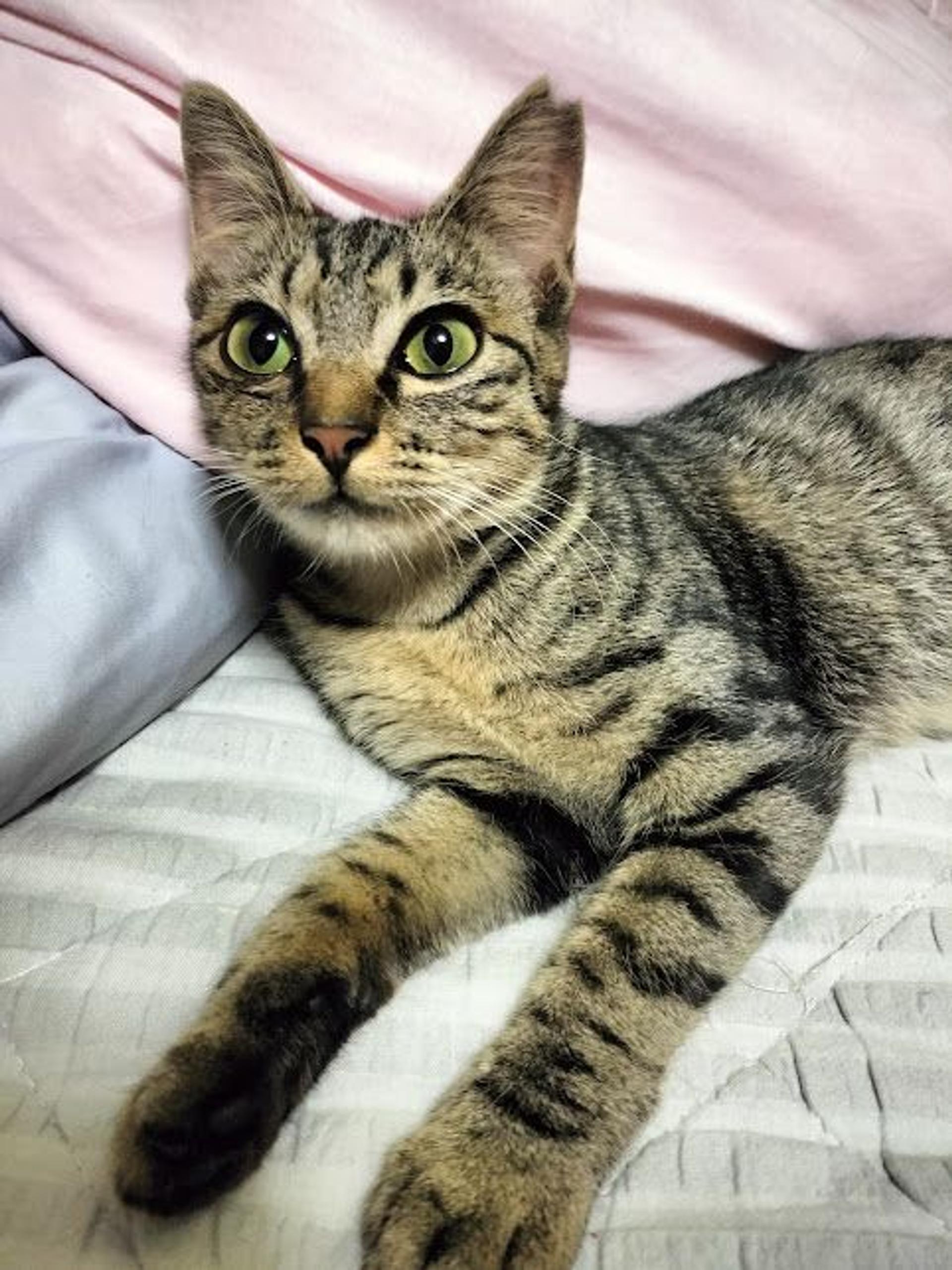 pet-image-10