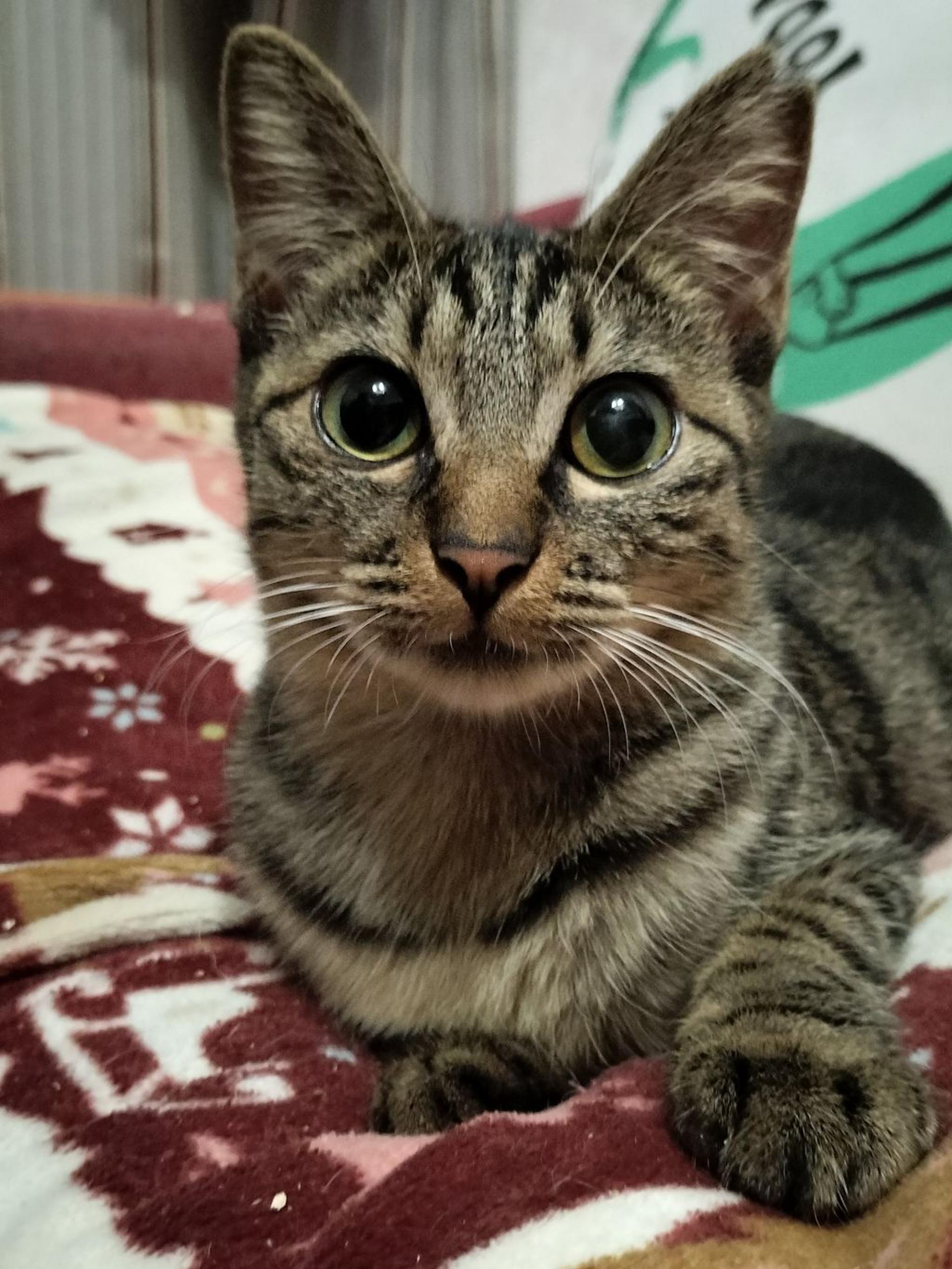 pet-image-3