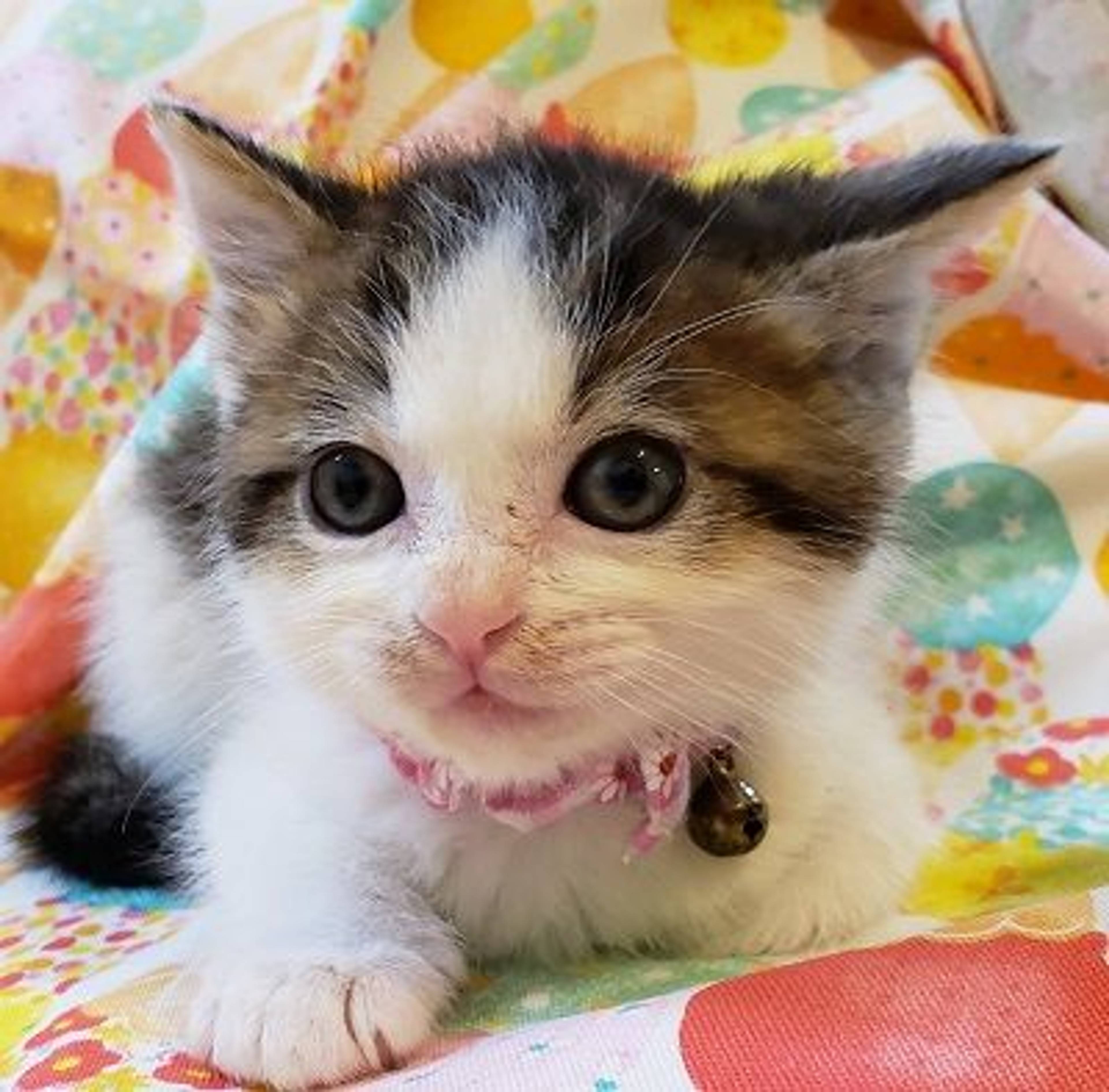 雑種（ミックス猫）・オスの里親募集の写真