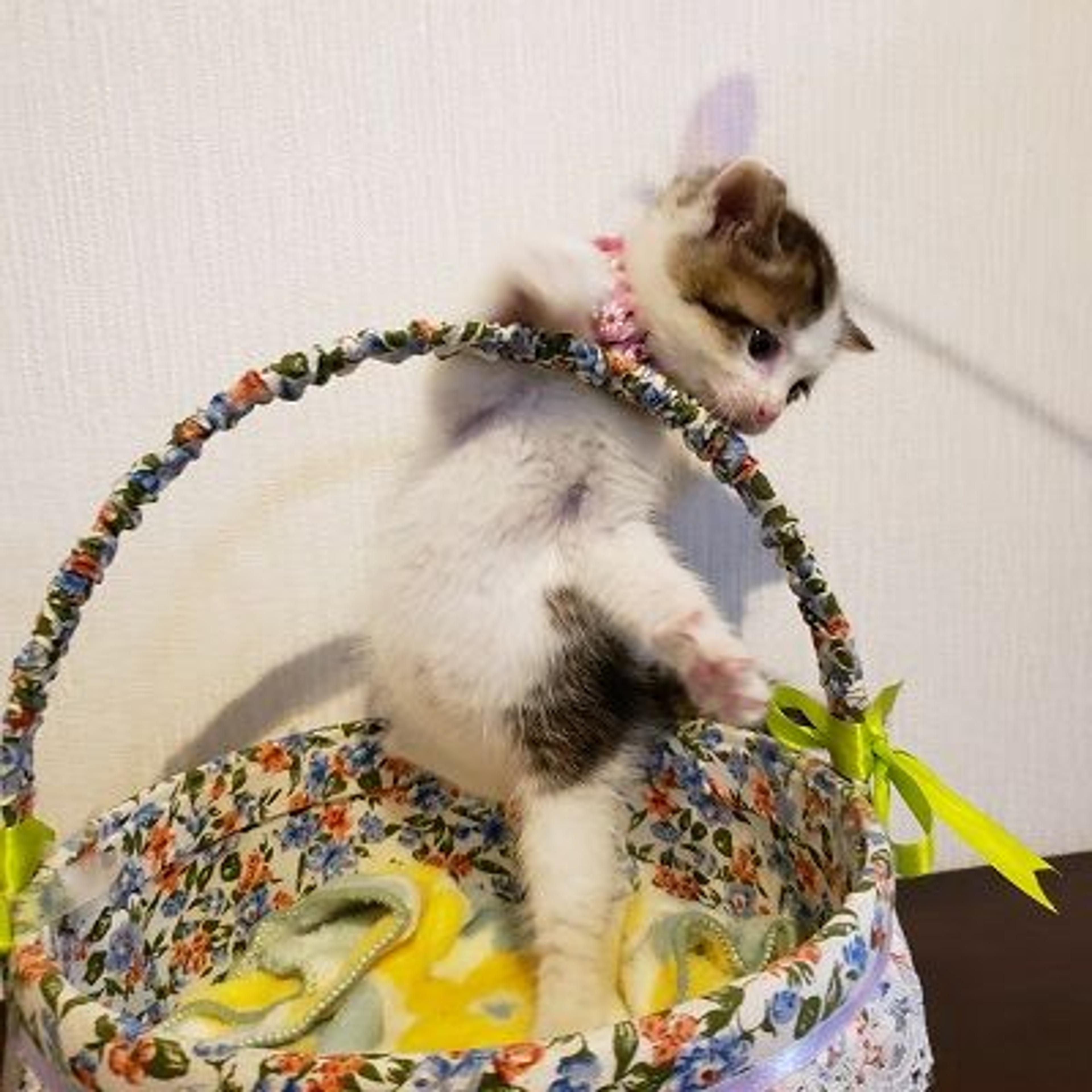 pet-image-2