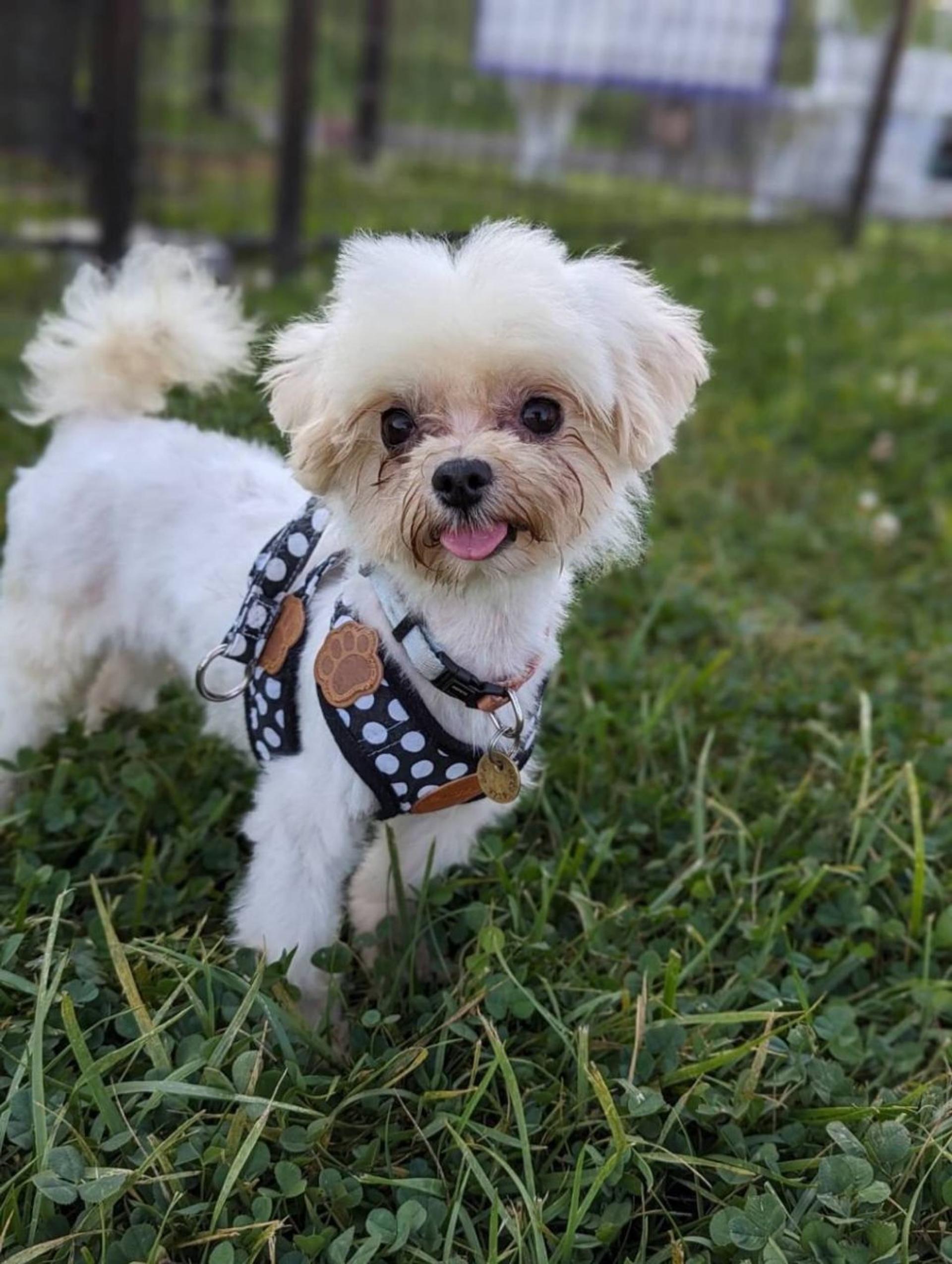 pet-image-2