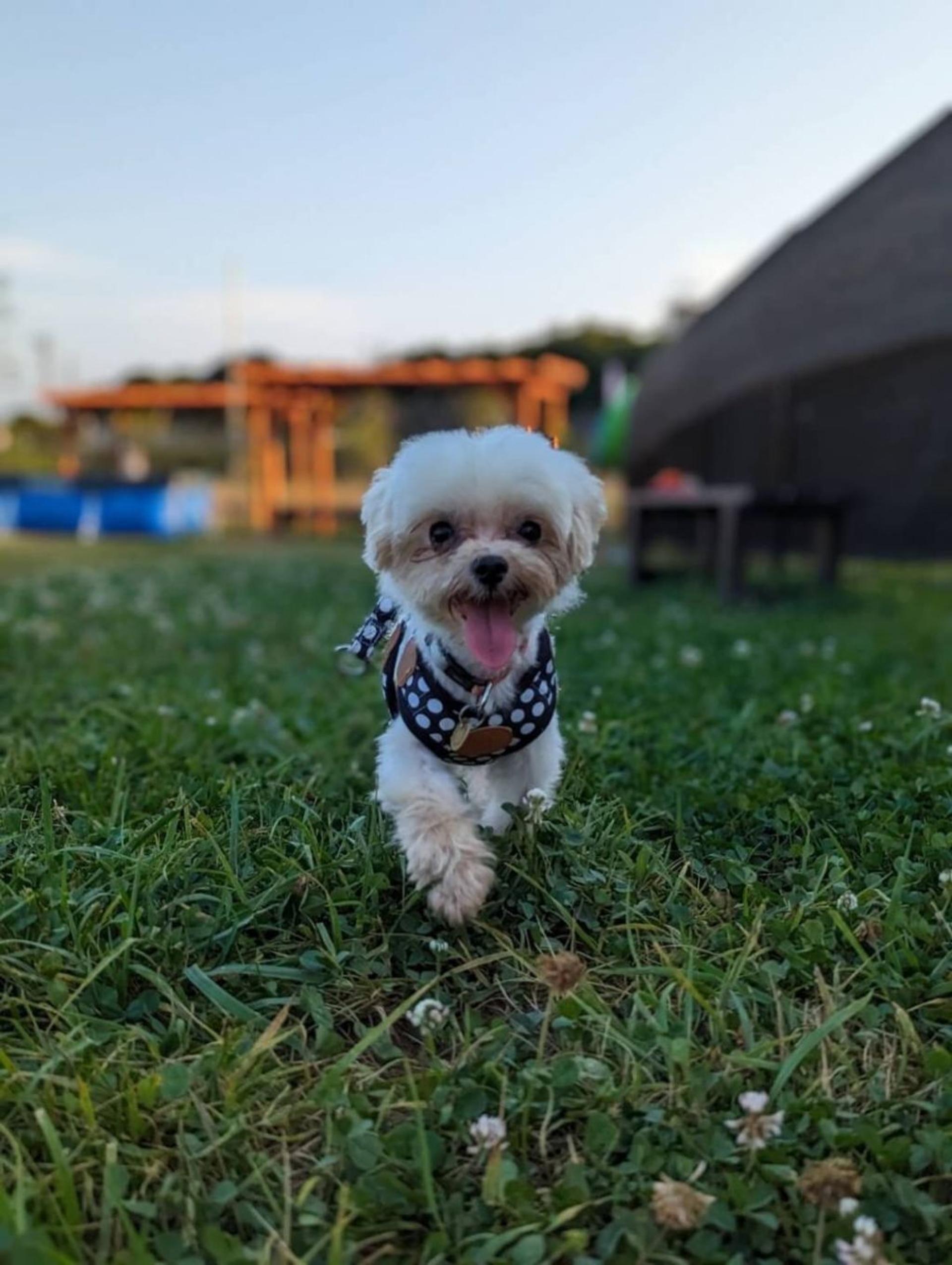 pet-image-3