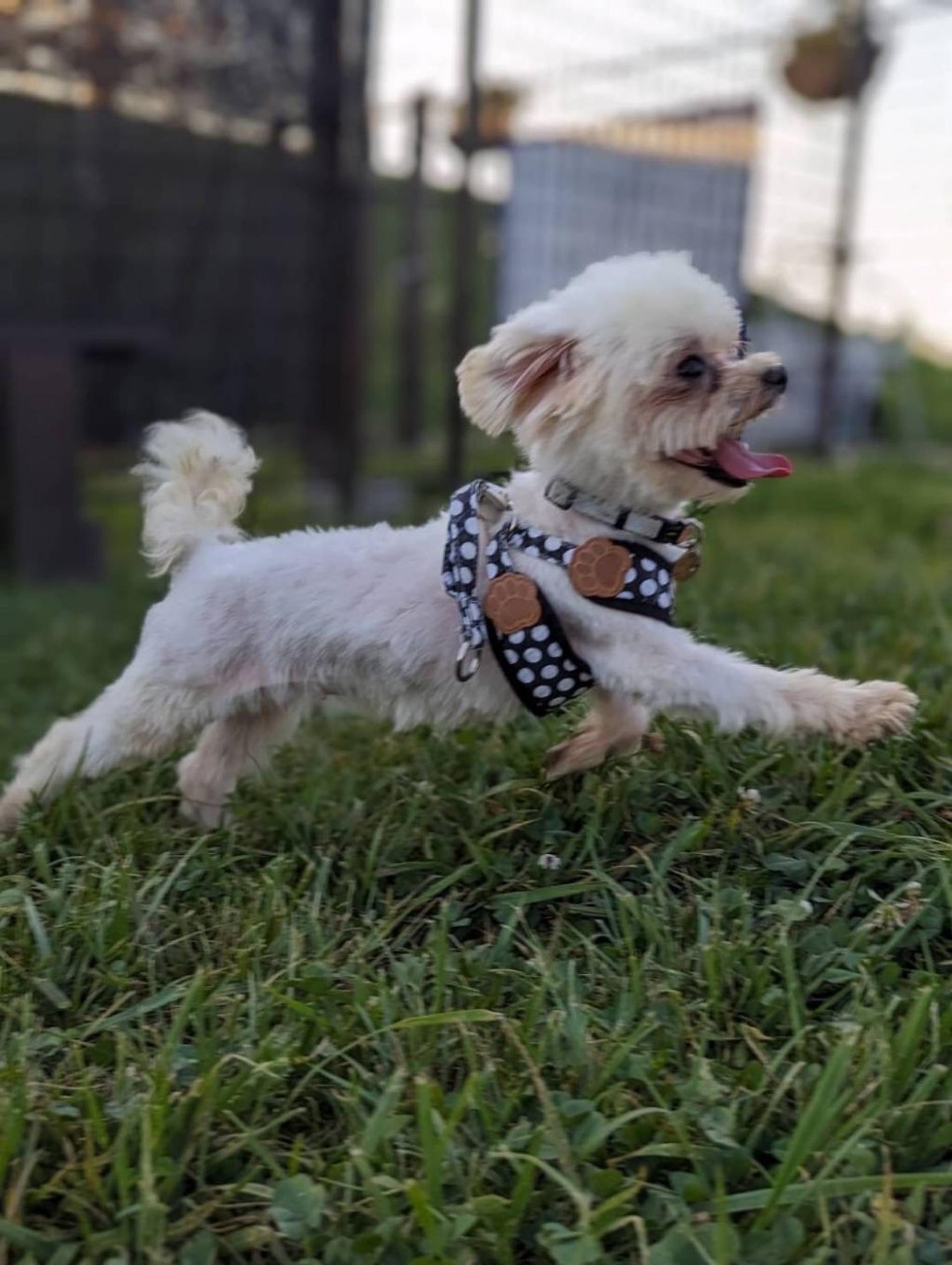 pet-image-4