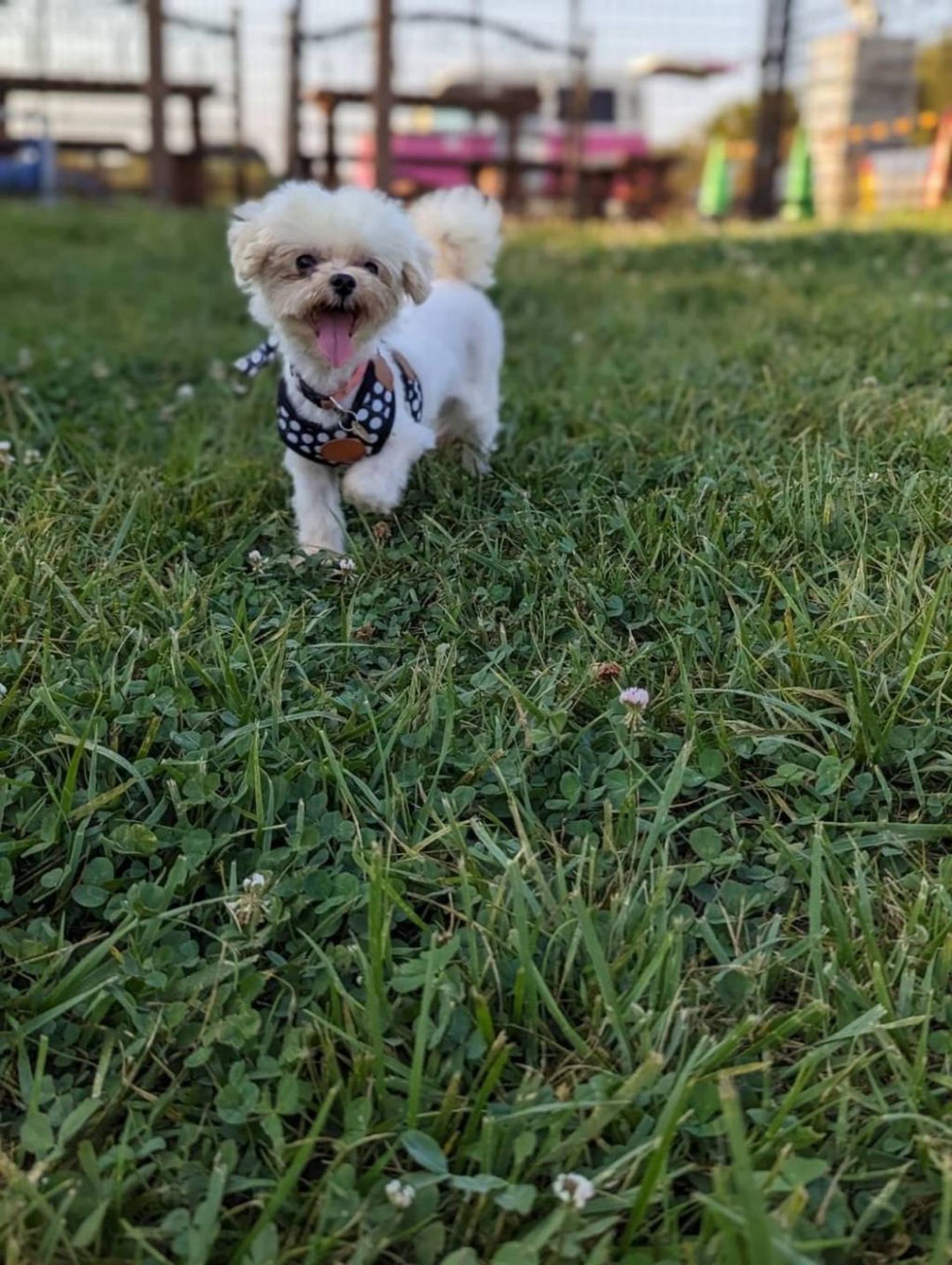 pet-image-5