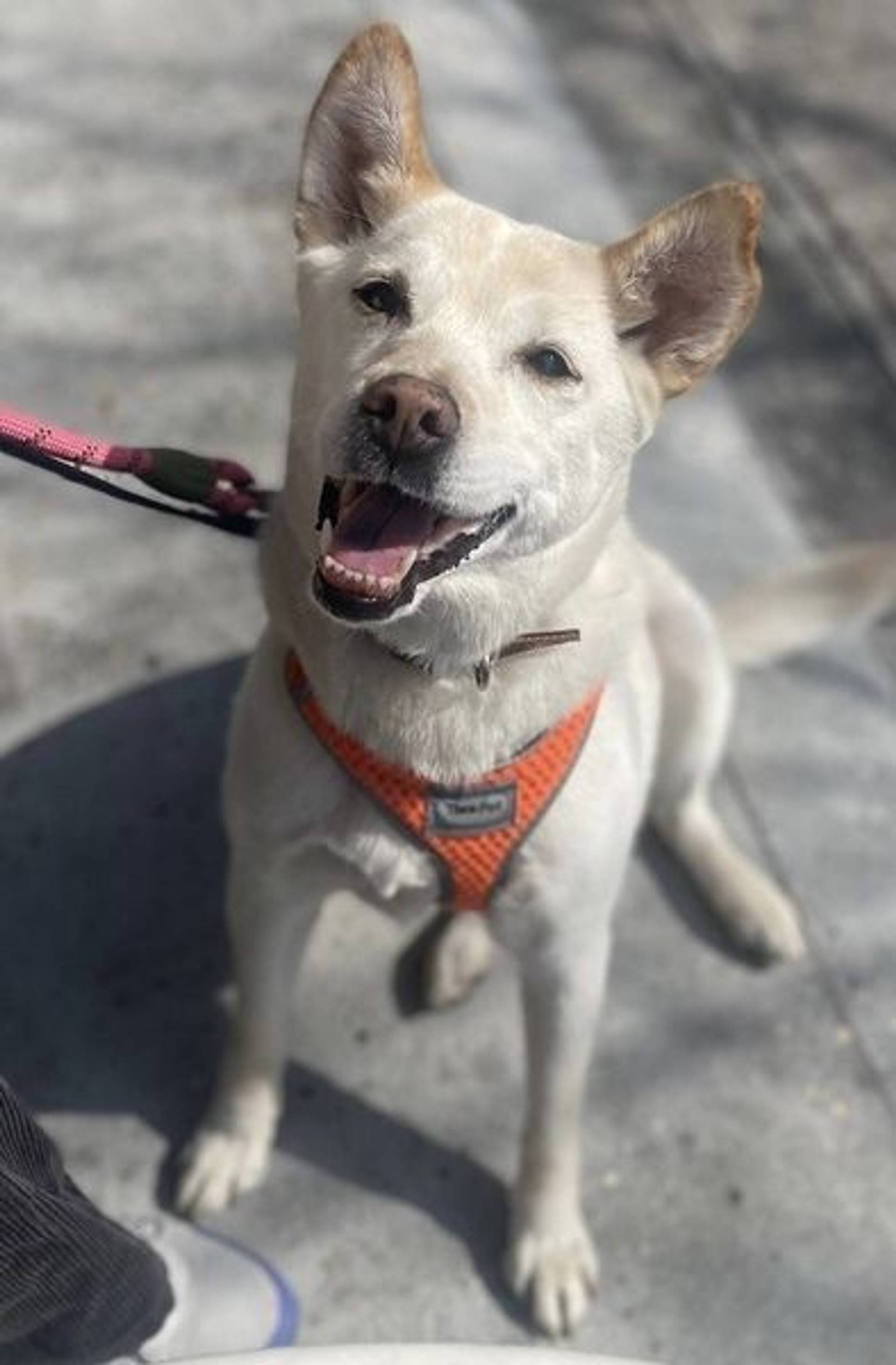 雑種（ミックス犬）・メスの里親募集の写真