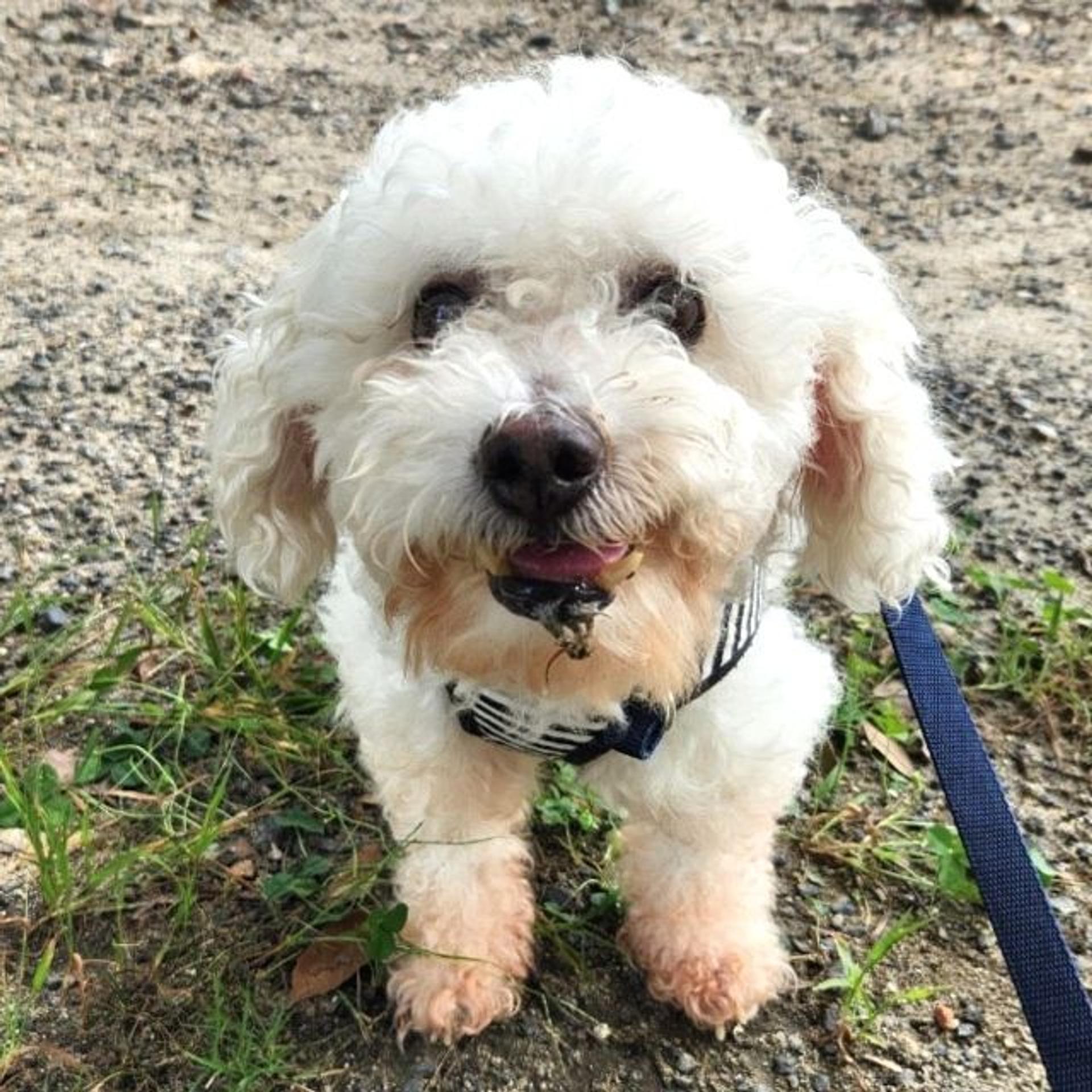 pet-image-3