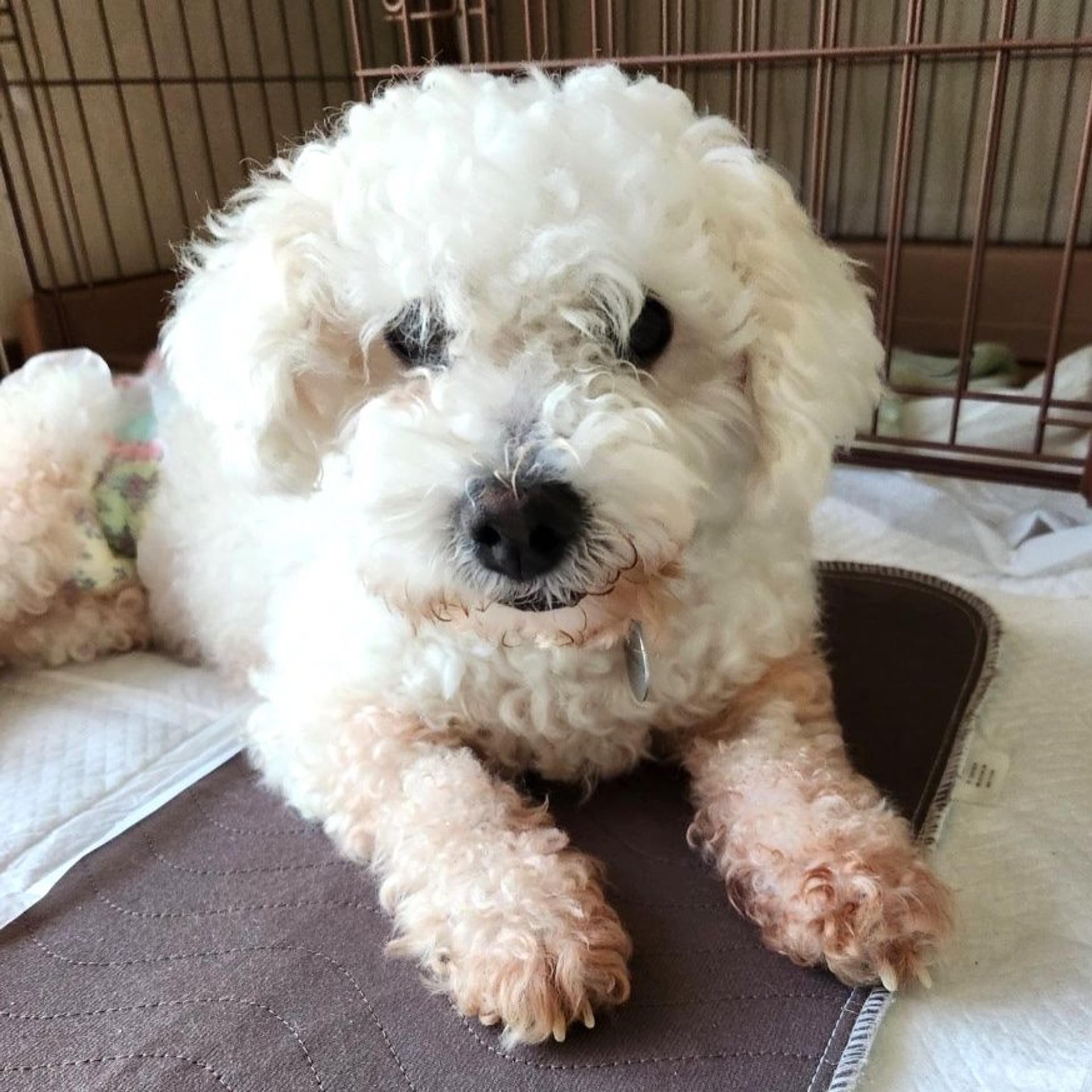 pet-image-5