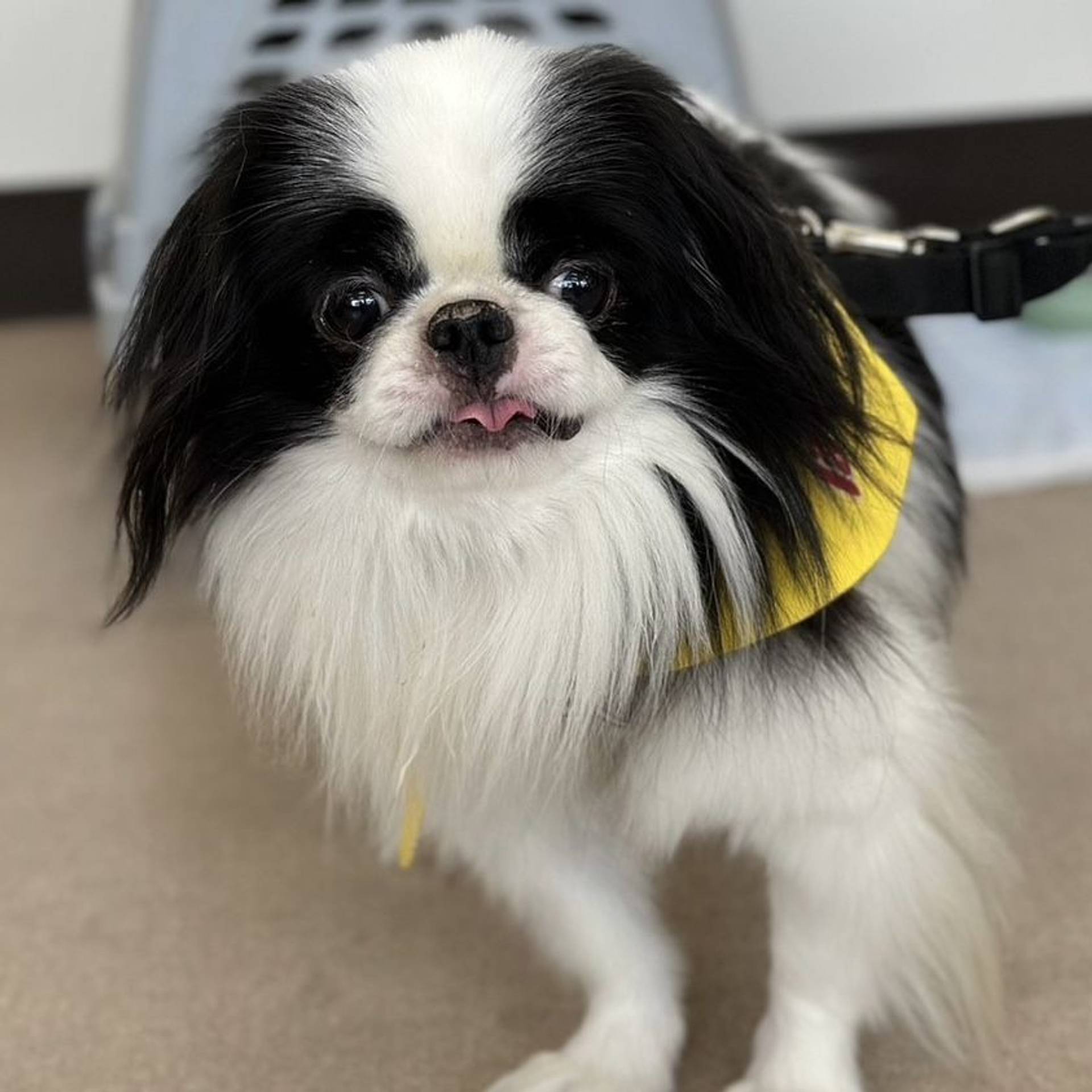 狆（チン）・オスの里親募集の写真