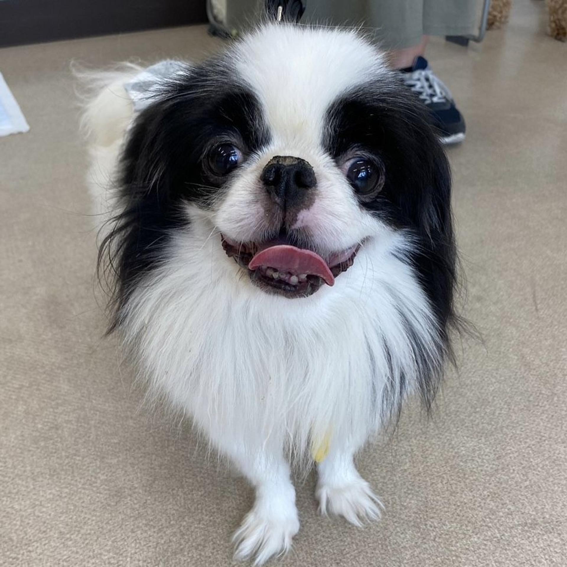 pet-image-2