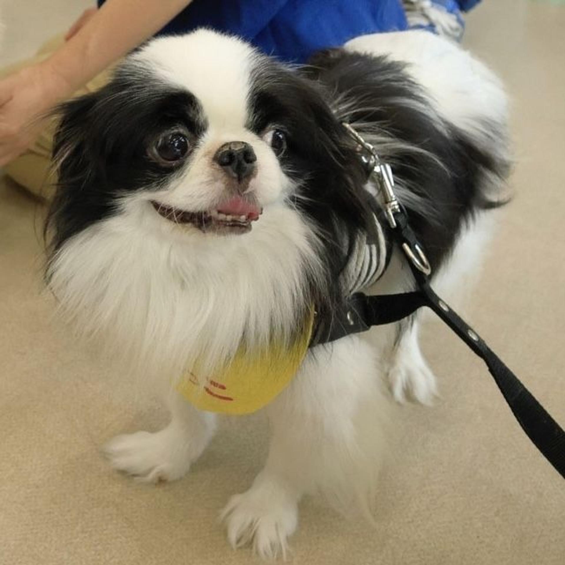 pet-image-3