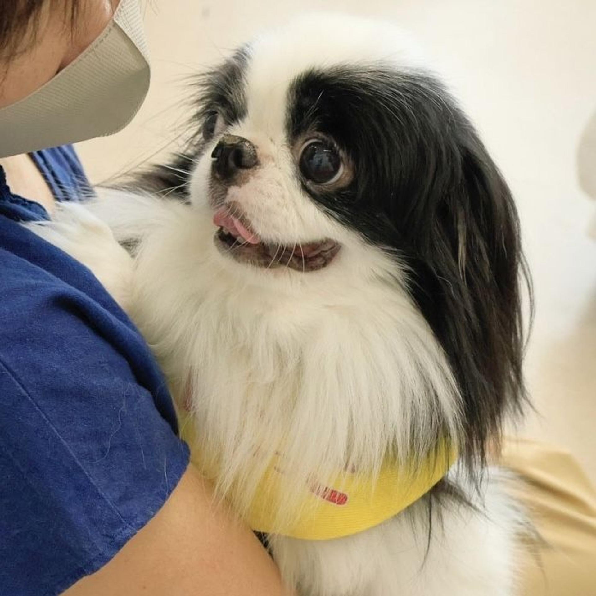 pet-image-5