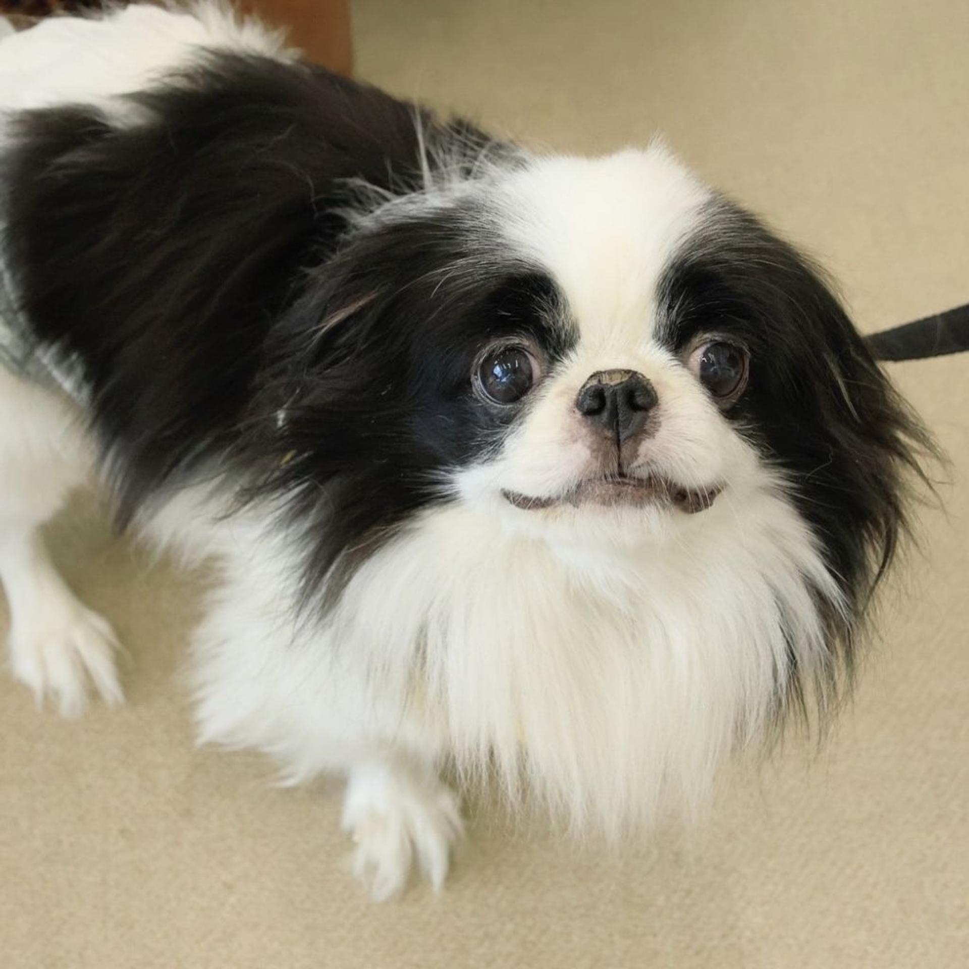 pet-image-7