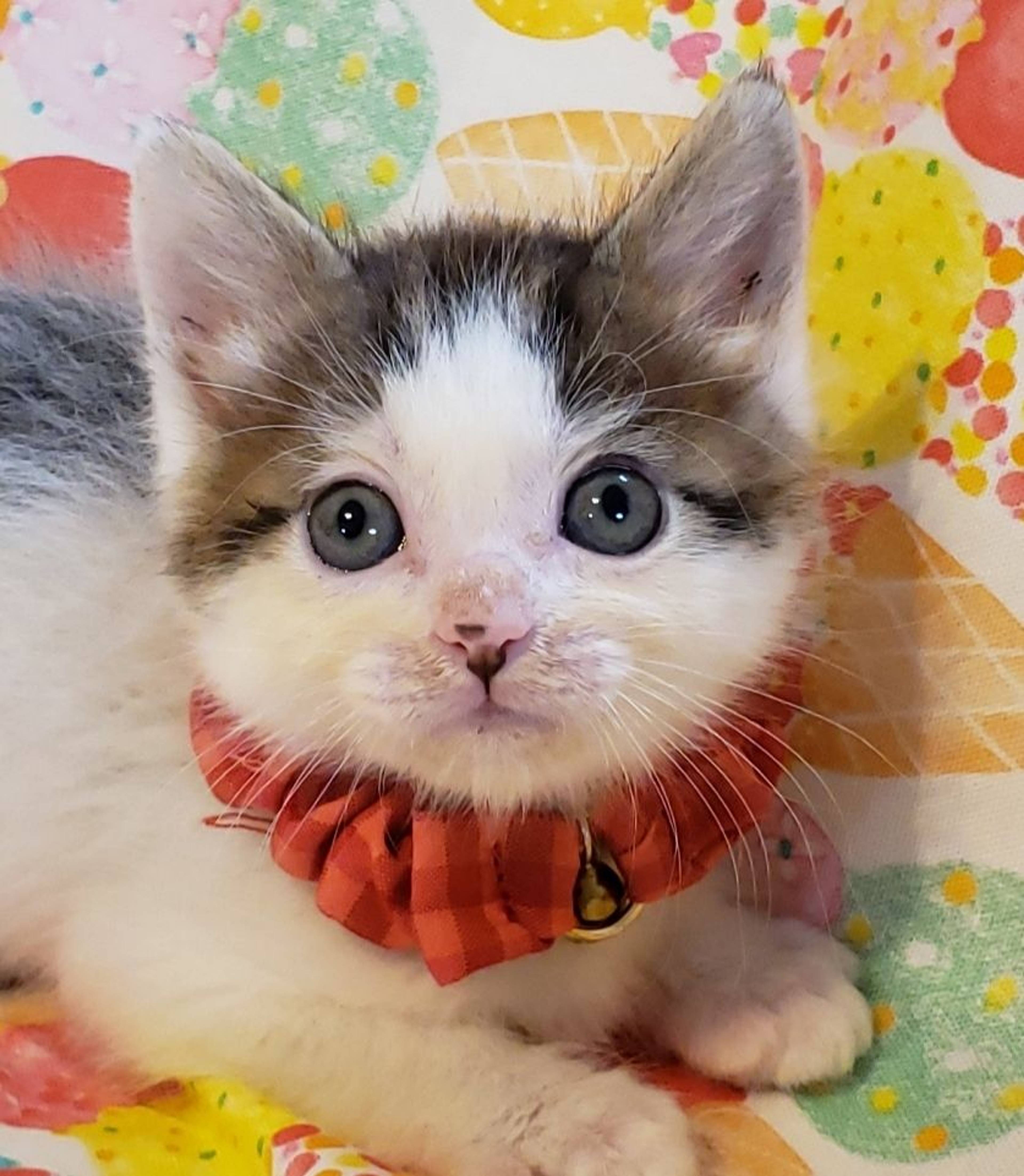 雑種（ミックス猫）・オスの里親募集の写真