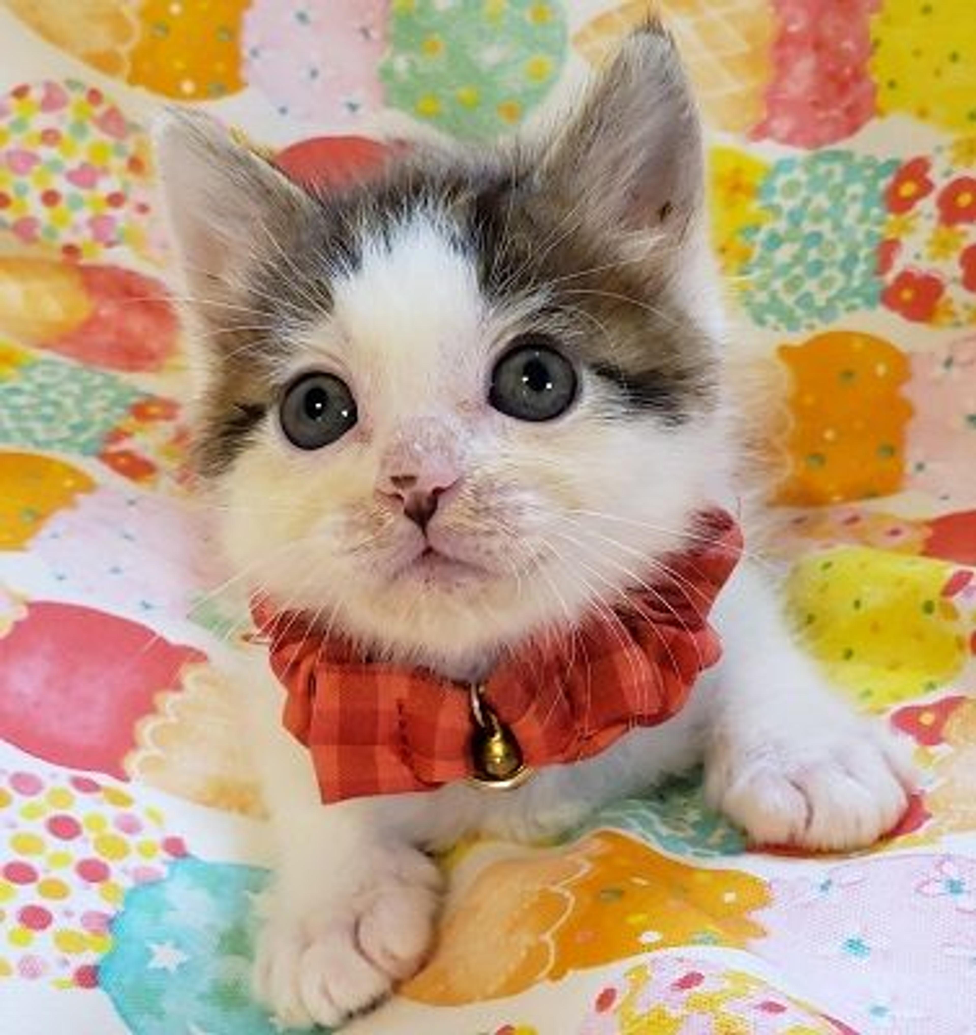 pet-image-2