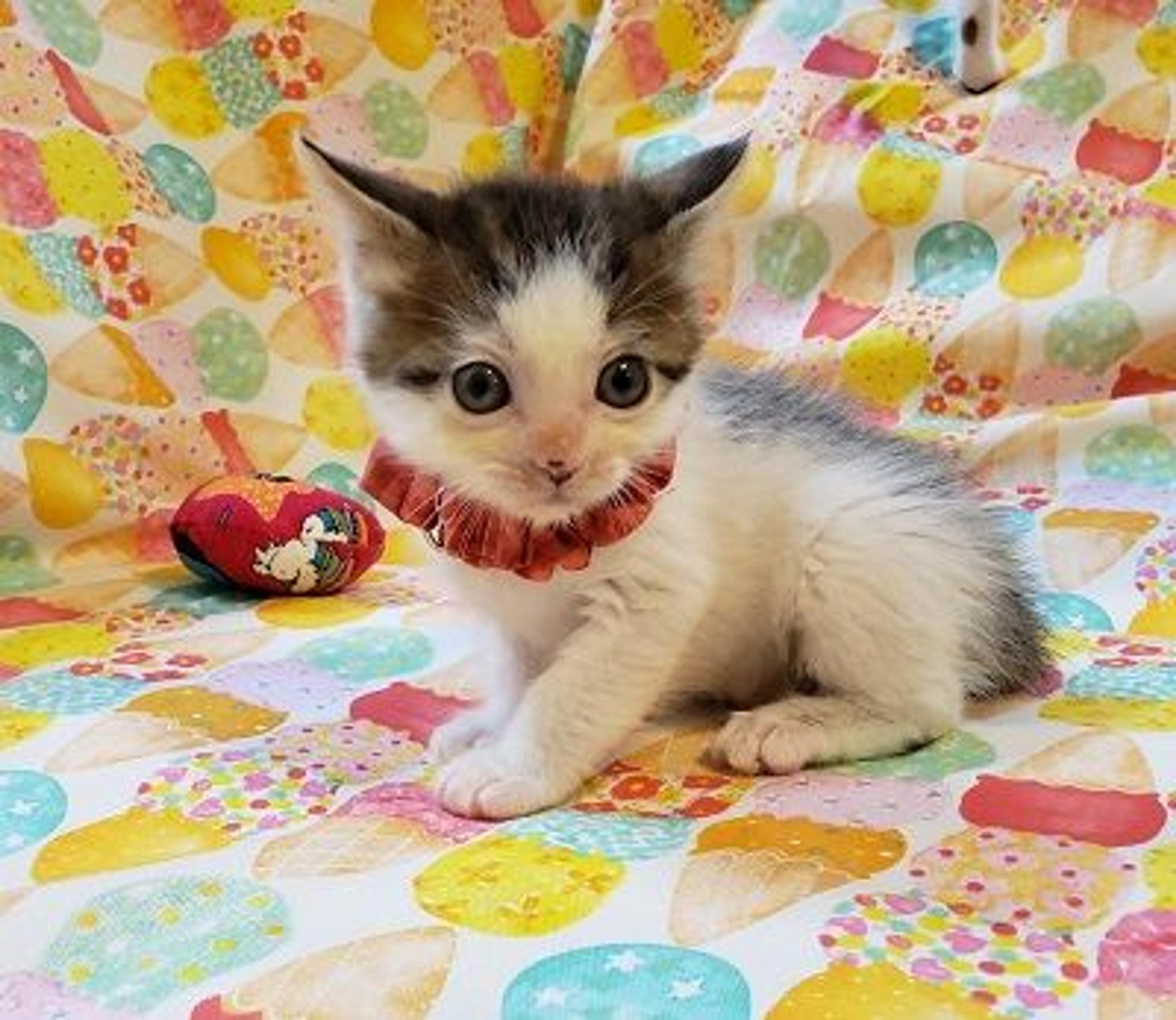 pet-image-3