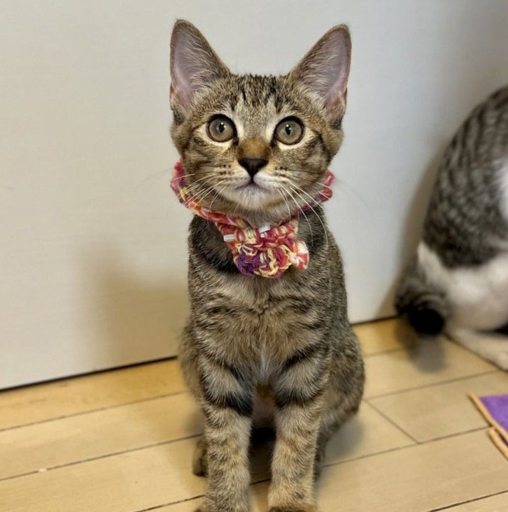 雑種（ミックス猫）・メスの里親募集の写真