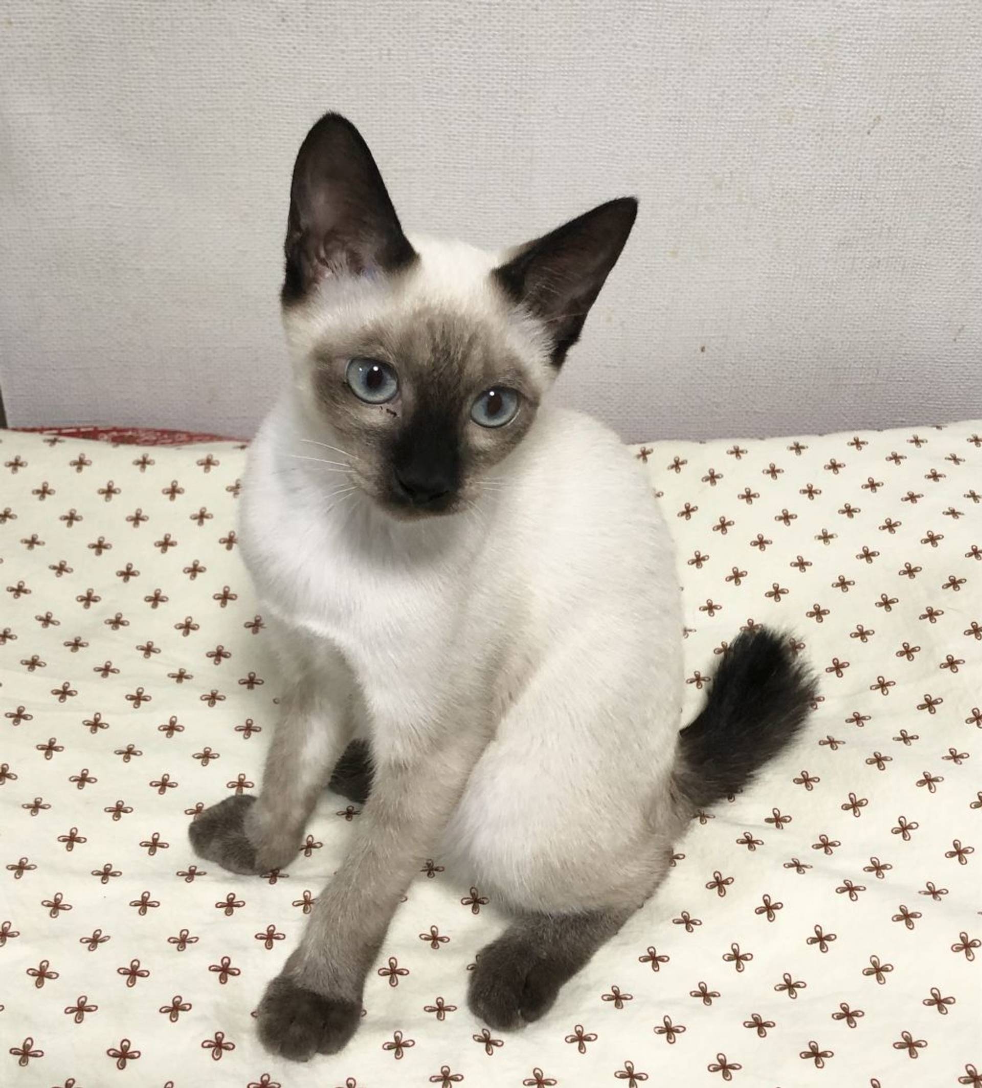 雑種（ミックス猫）・オスの里親募集の写真