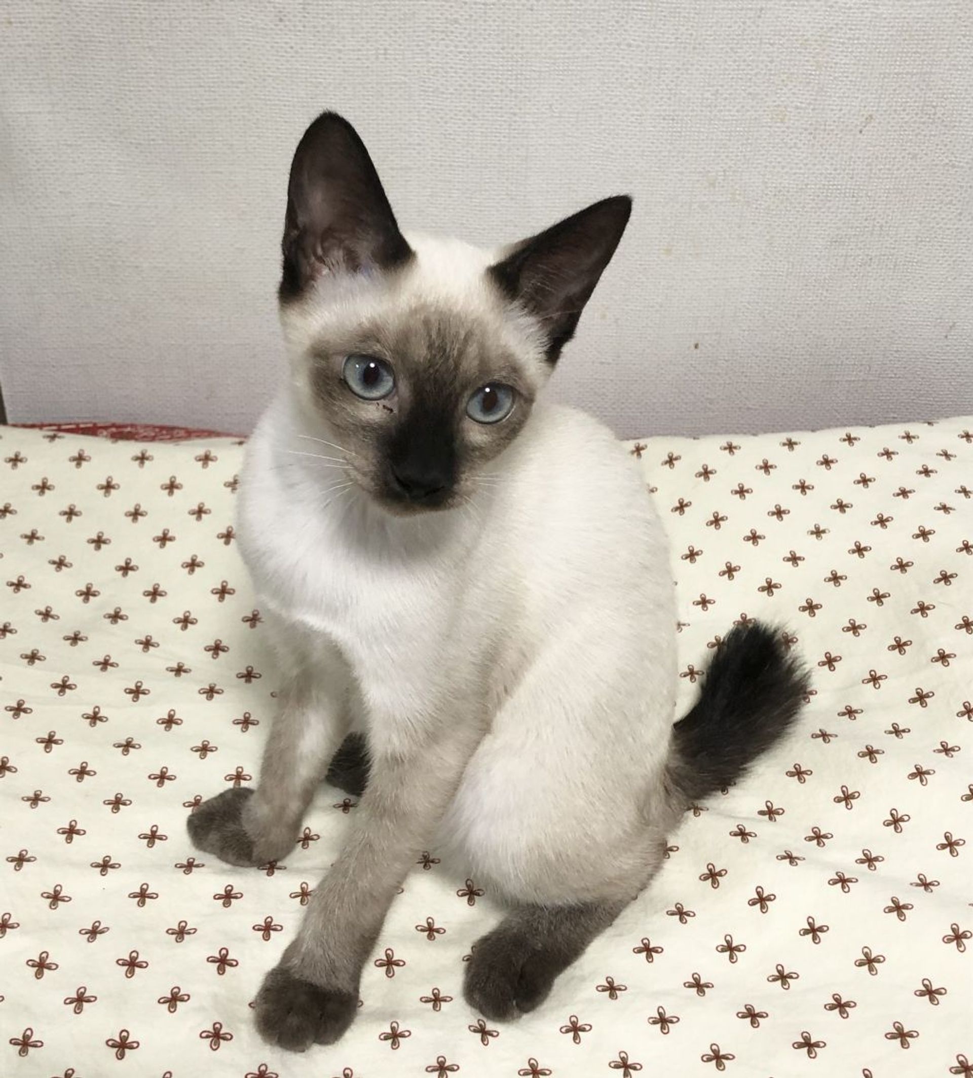 雑種（ミックス猫）・オスの里親募集の写真